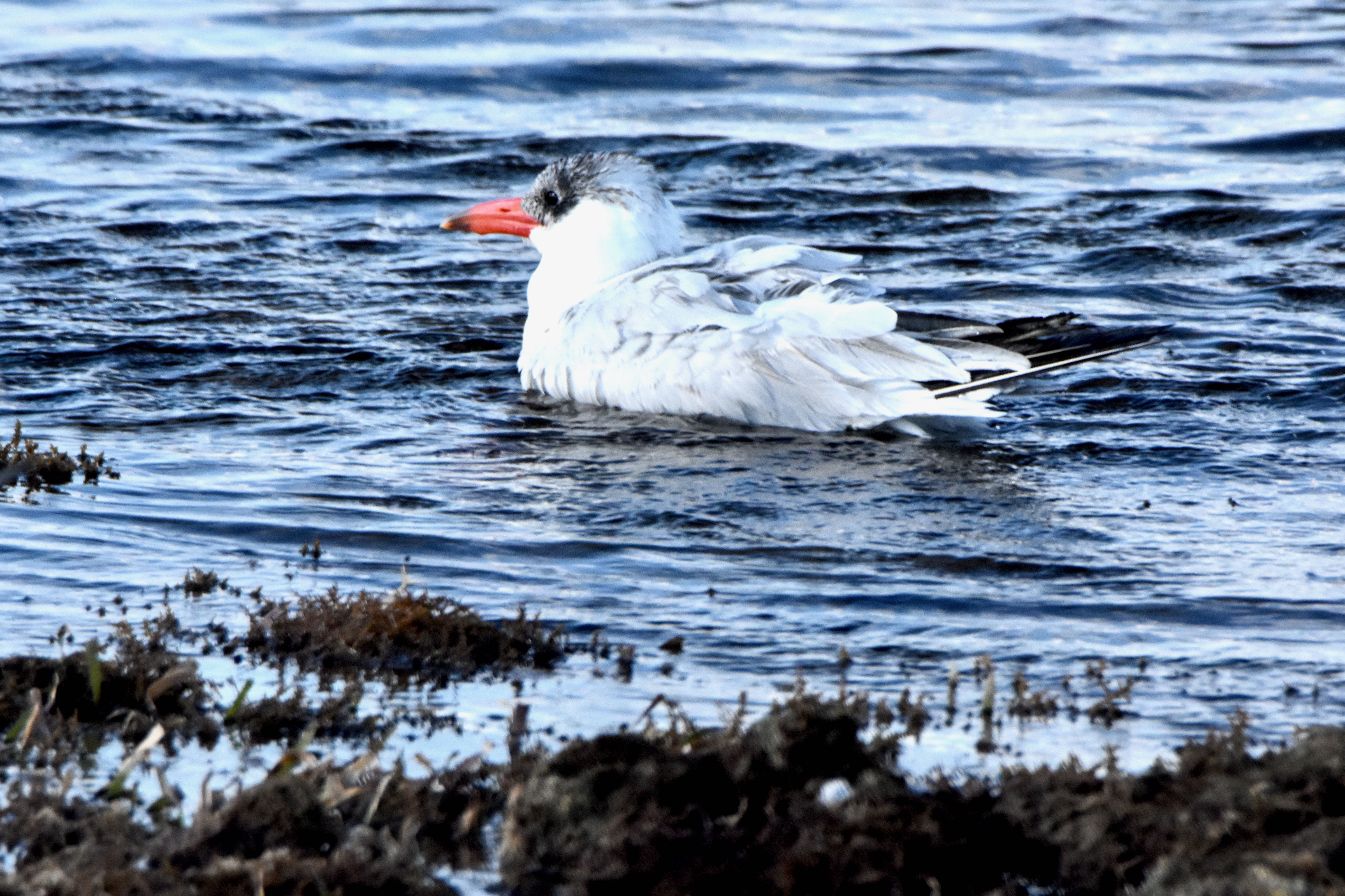 Caspian Tern