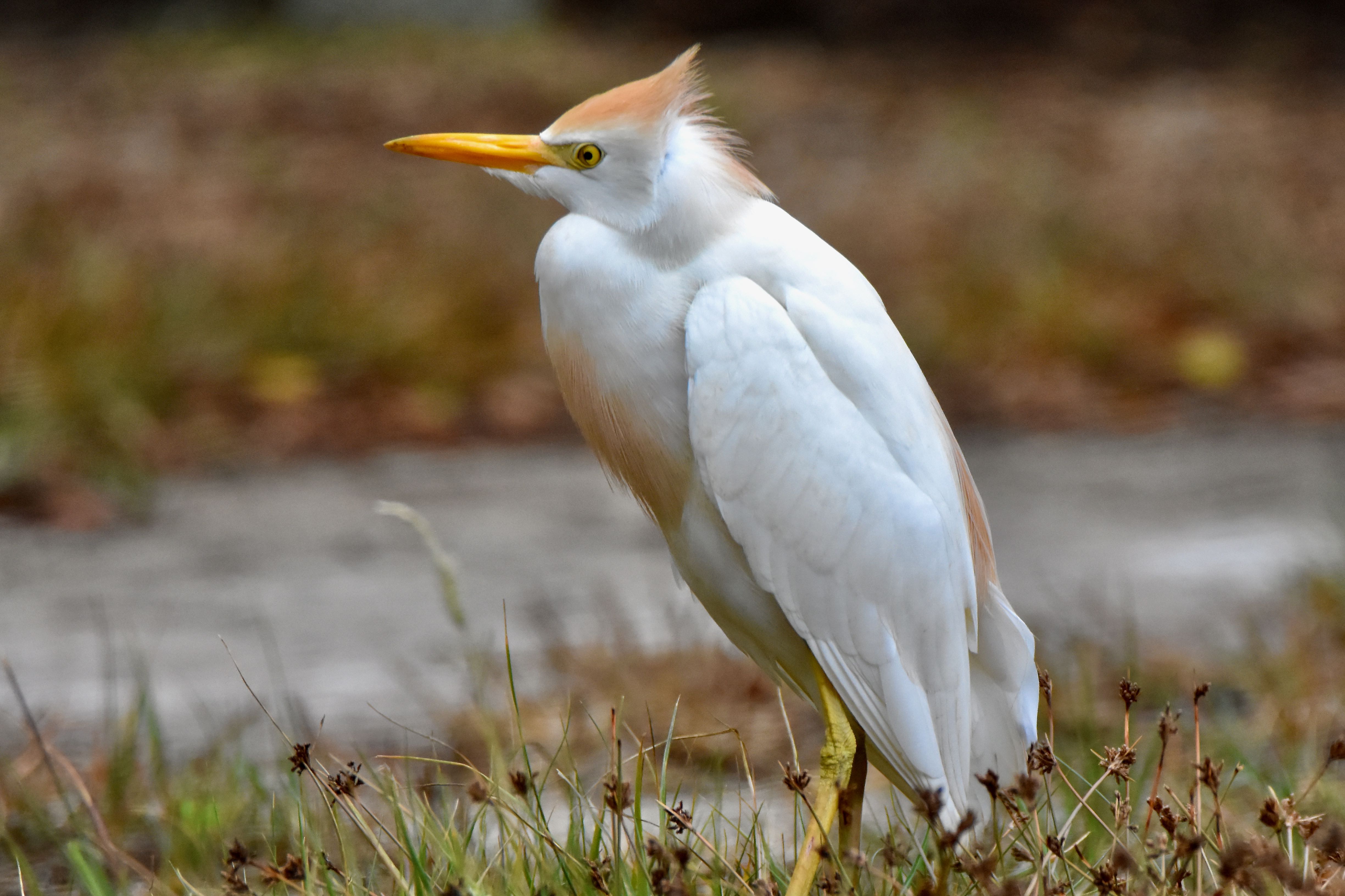 cattle egret