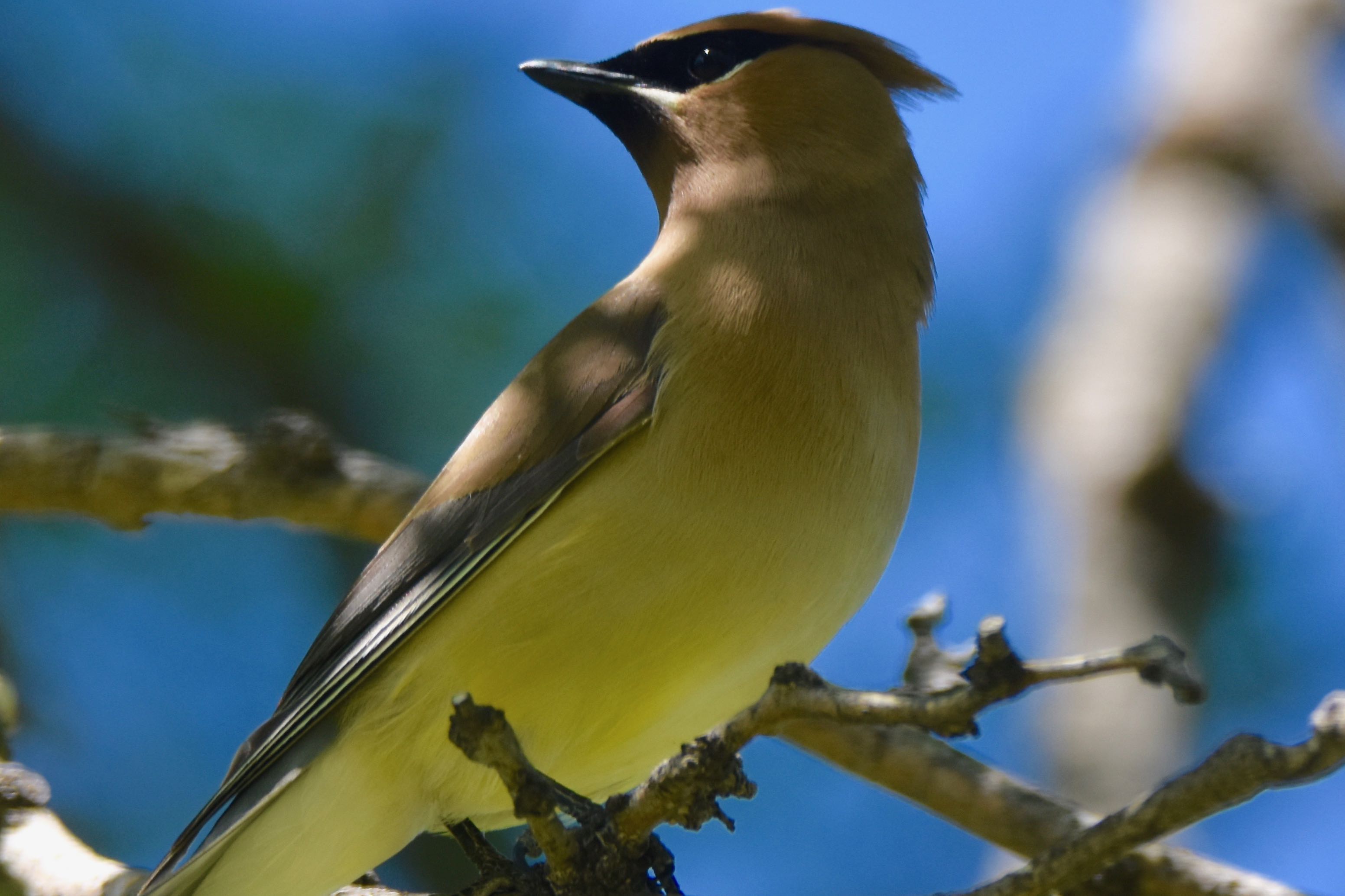 cedar waxwing