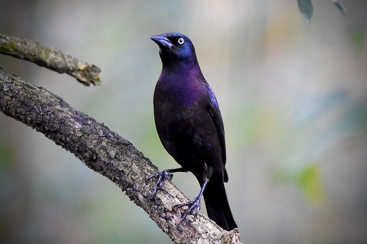 common grackle