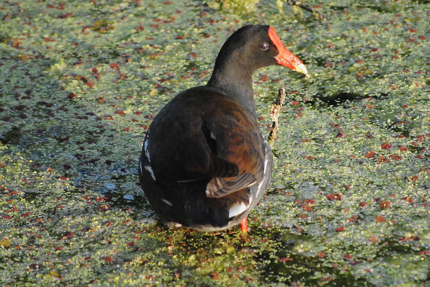 common moorhen