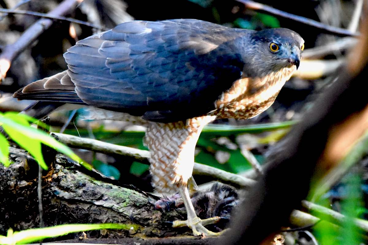cooper's hawk
