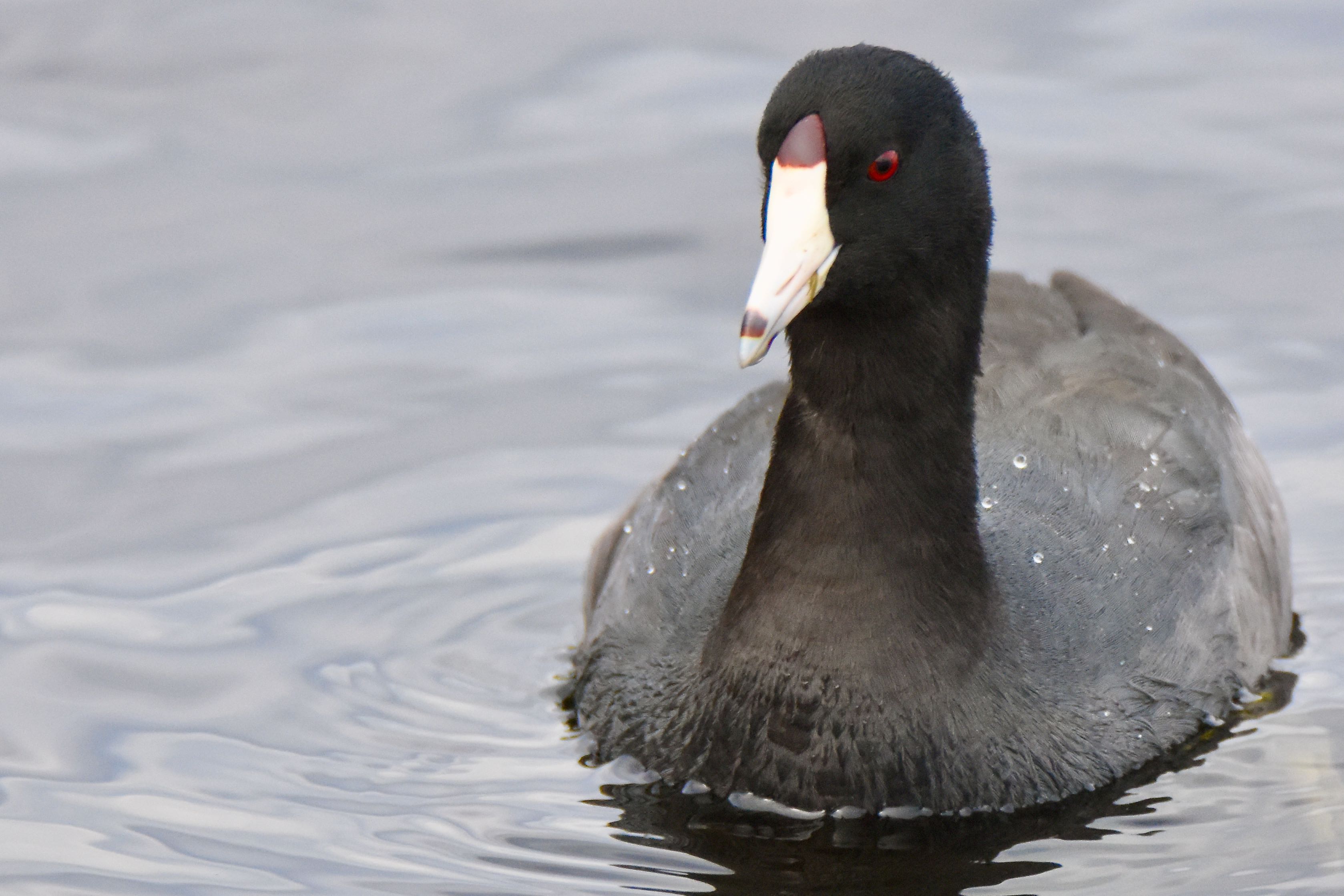 american coot