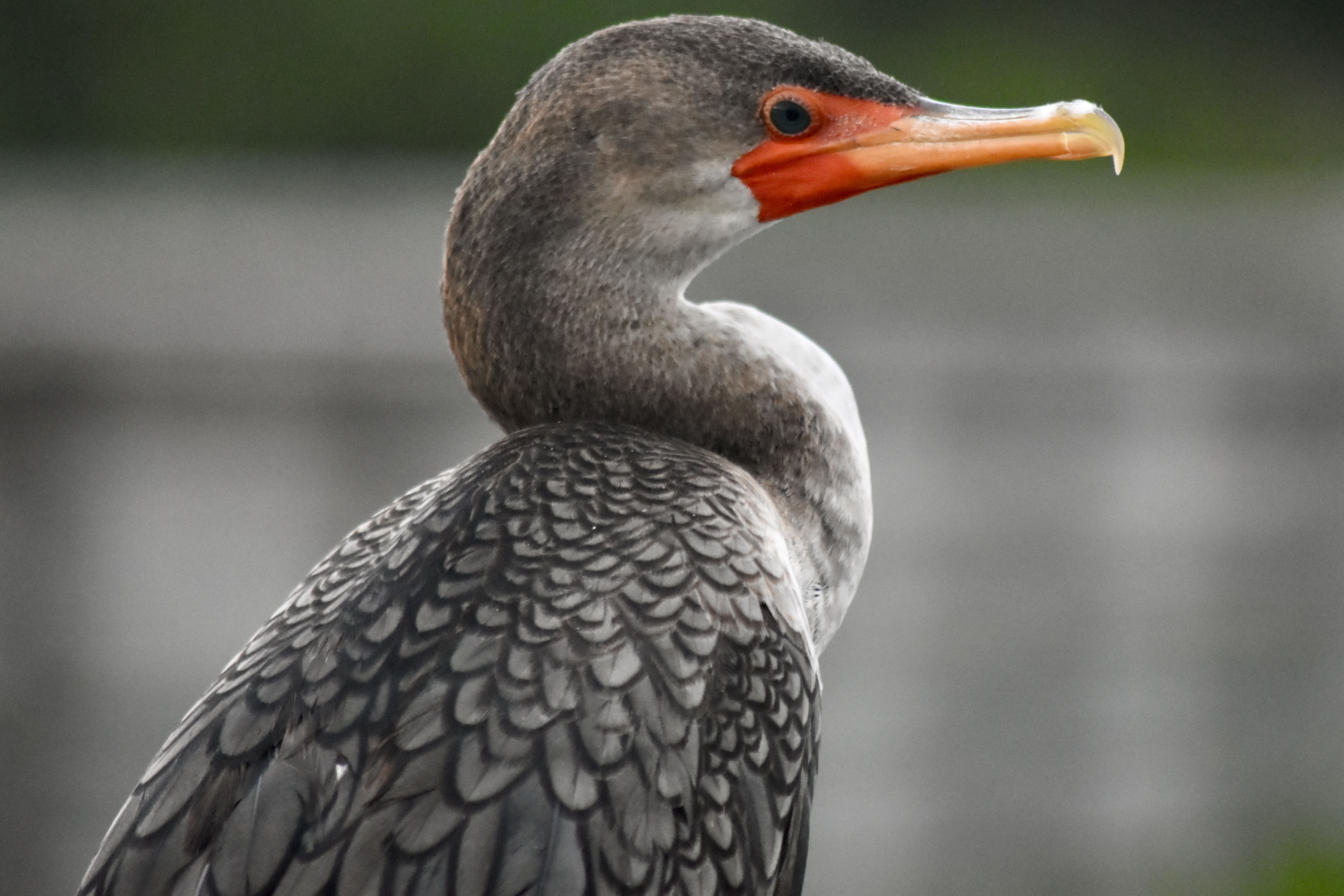 Double-Crested Cormorant