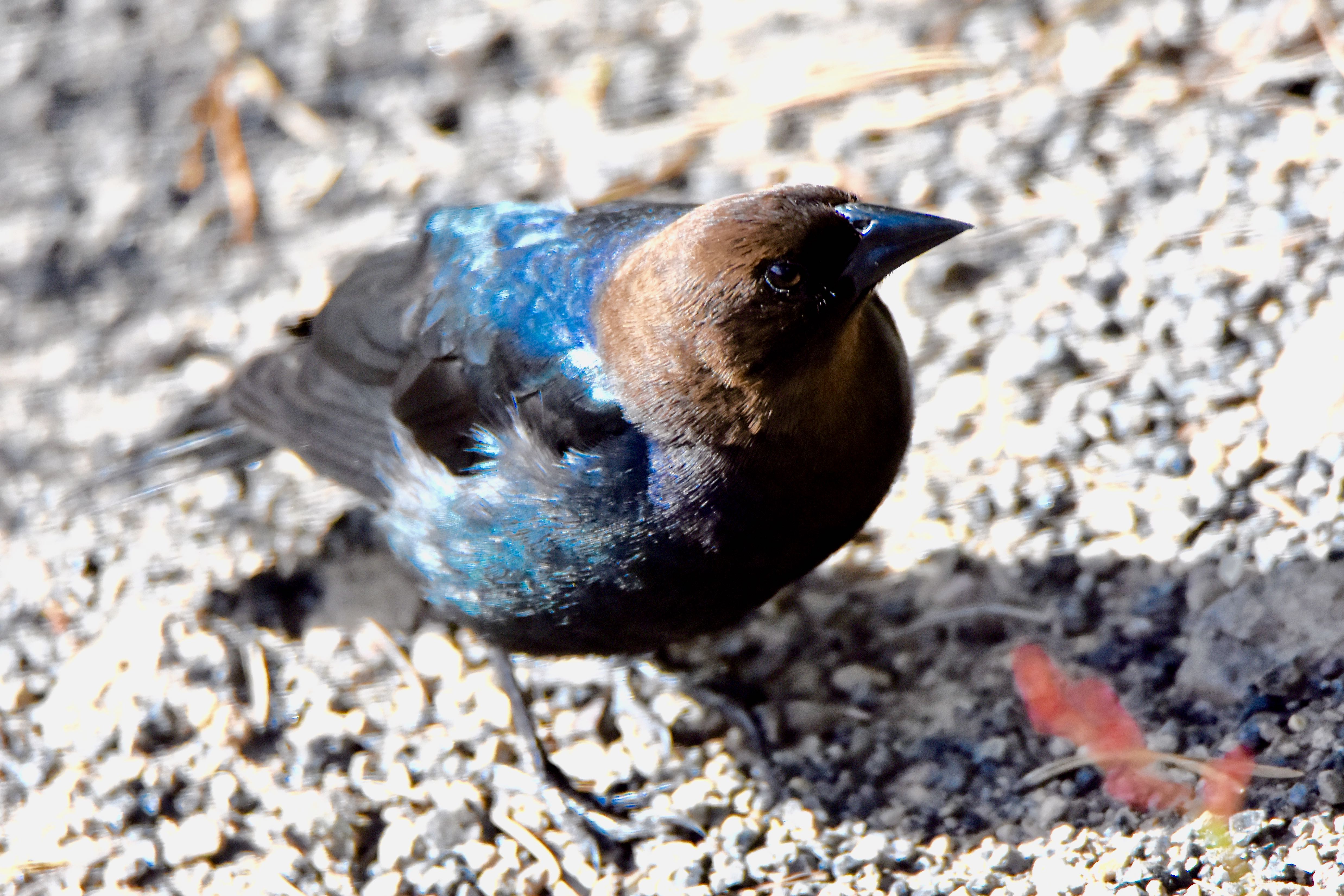 brown-headed cowbird
