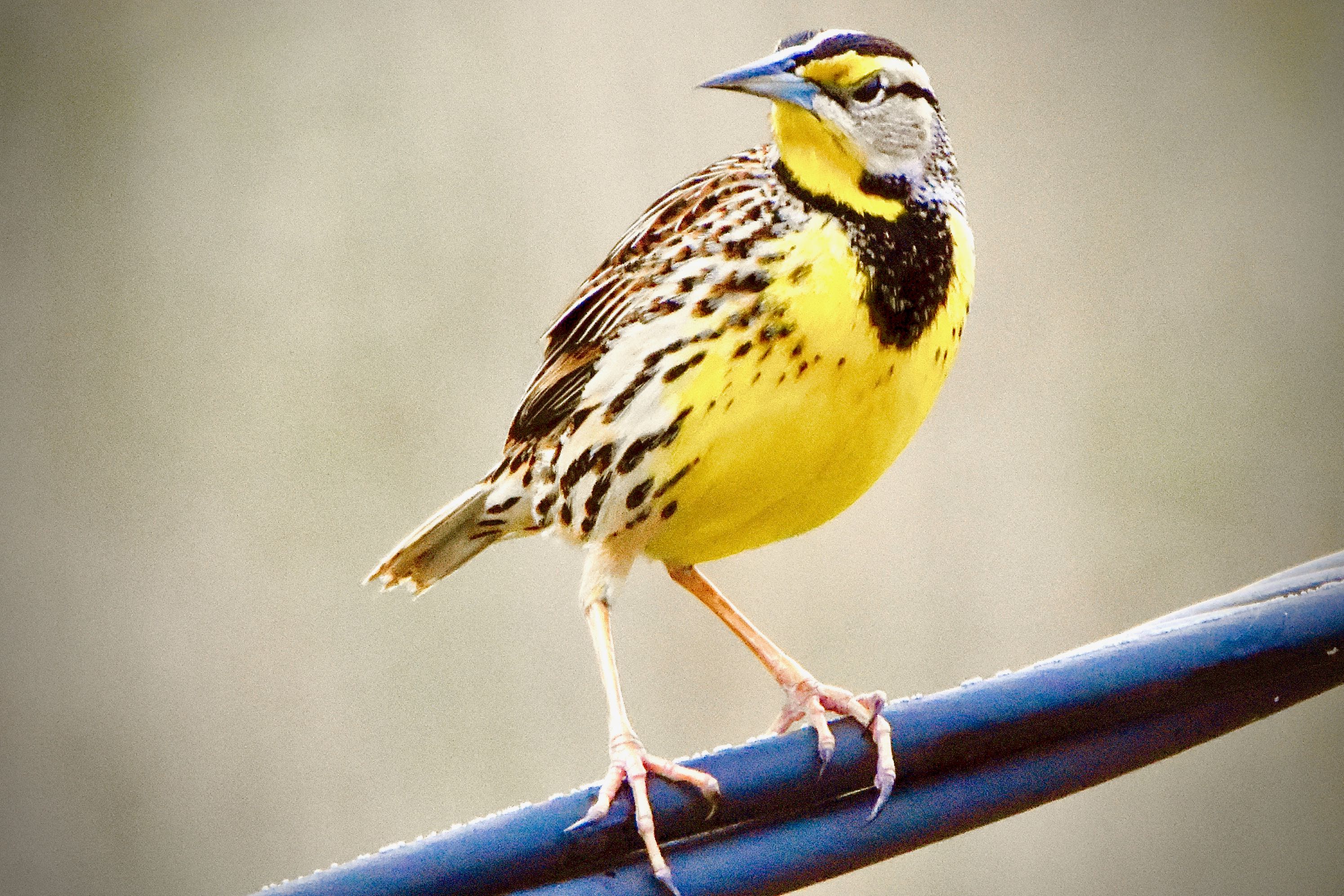 eastern meadowlark