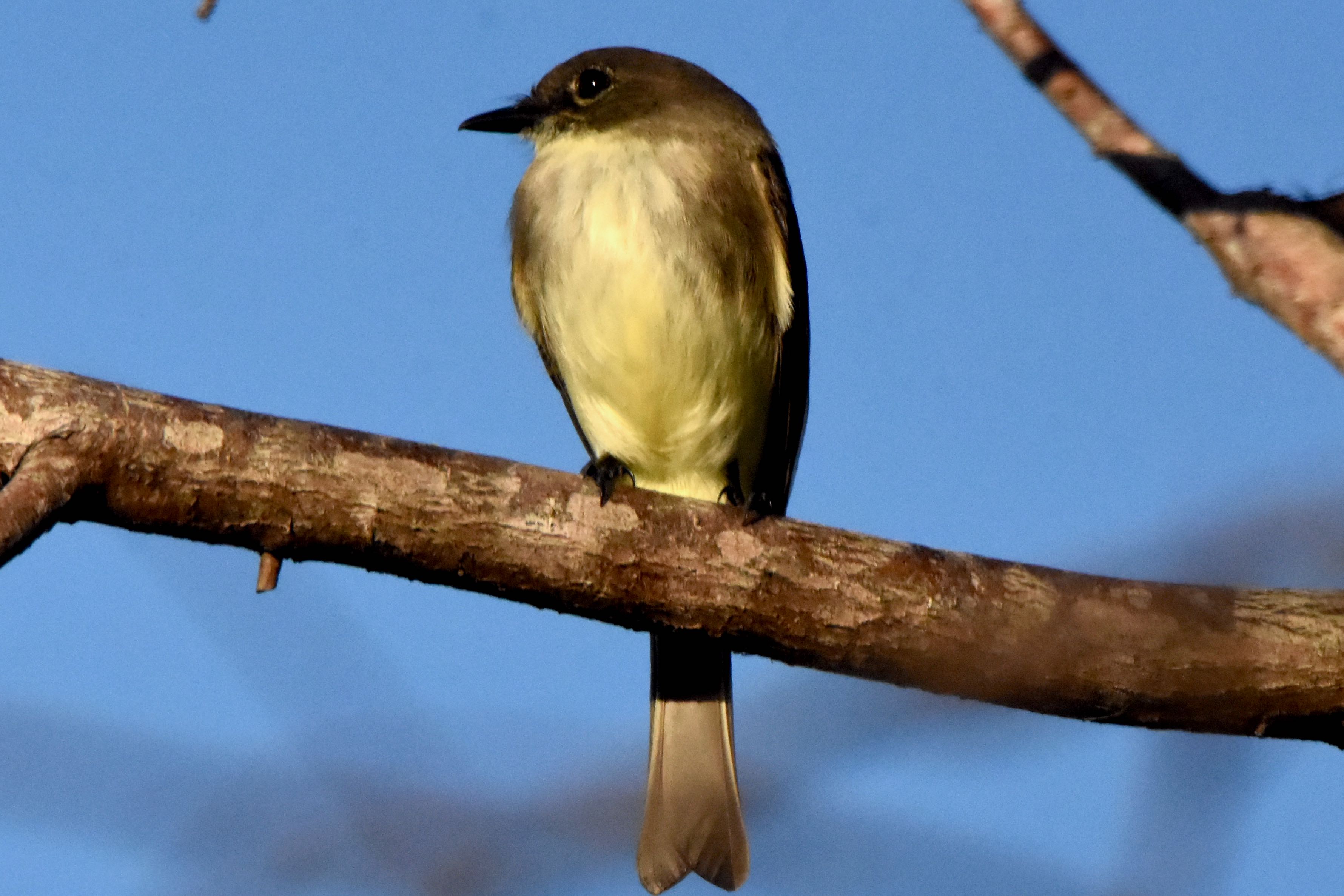 eastern phoebe