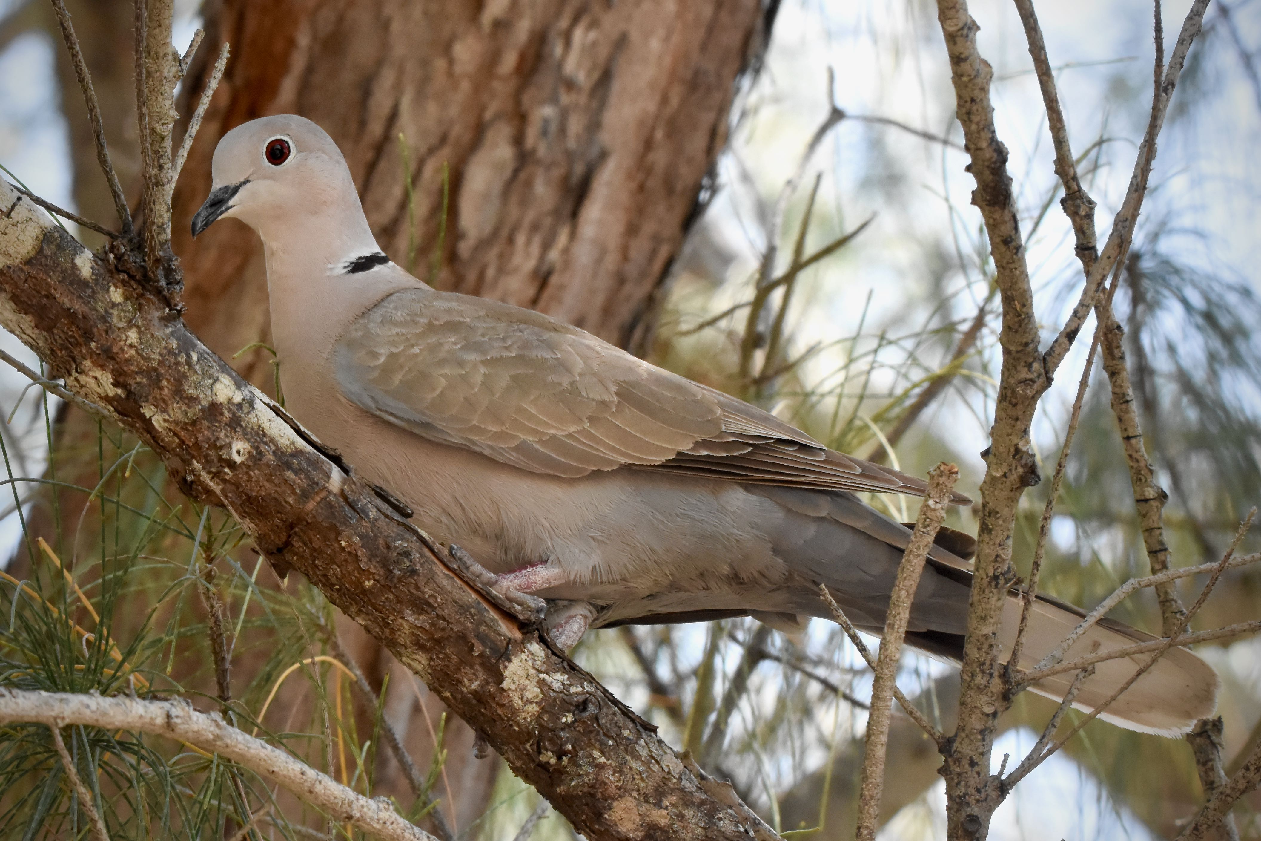 eurasian collared dove