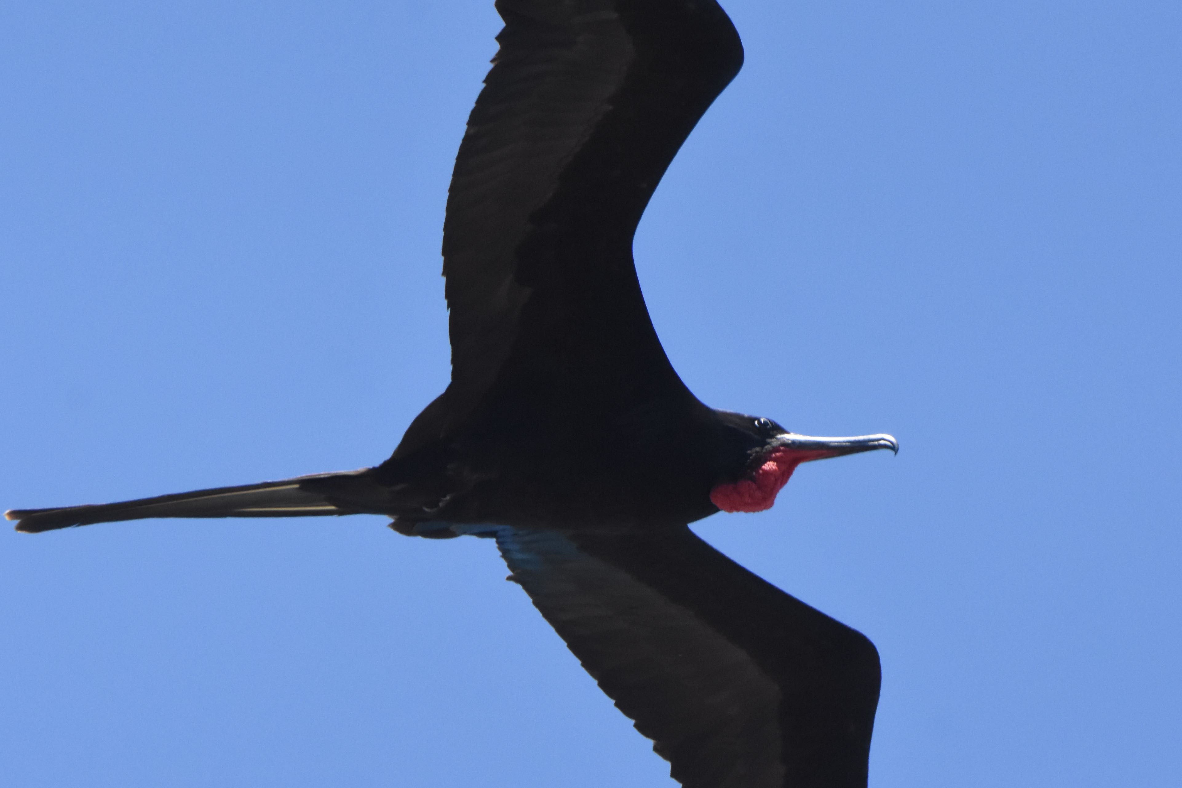 magnificent frigatebird