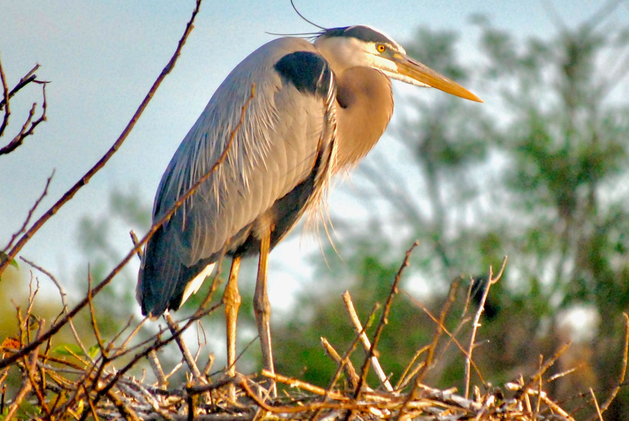 great blue heron