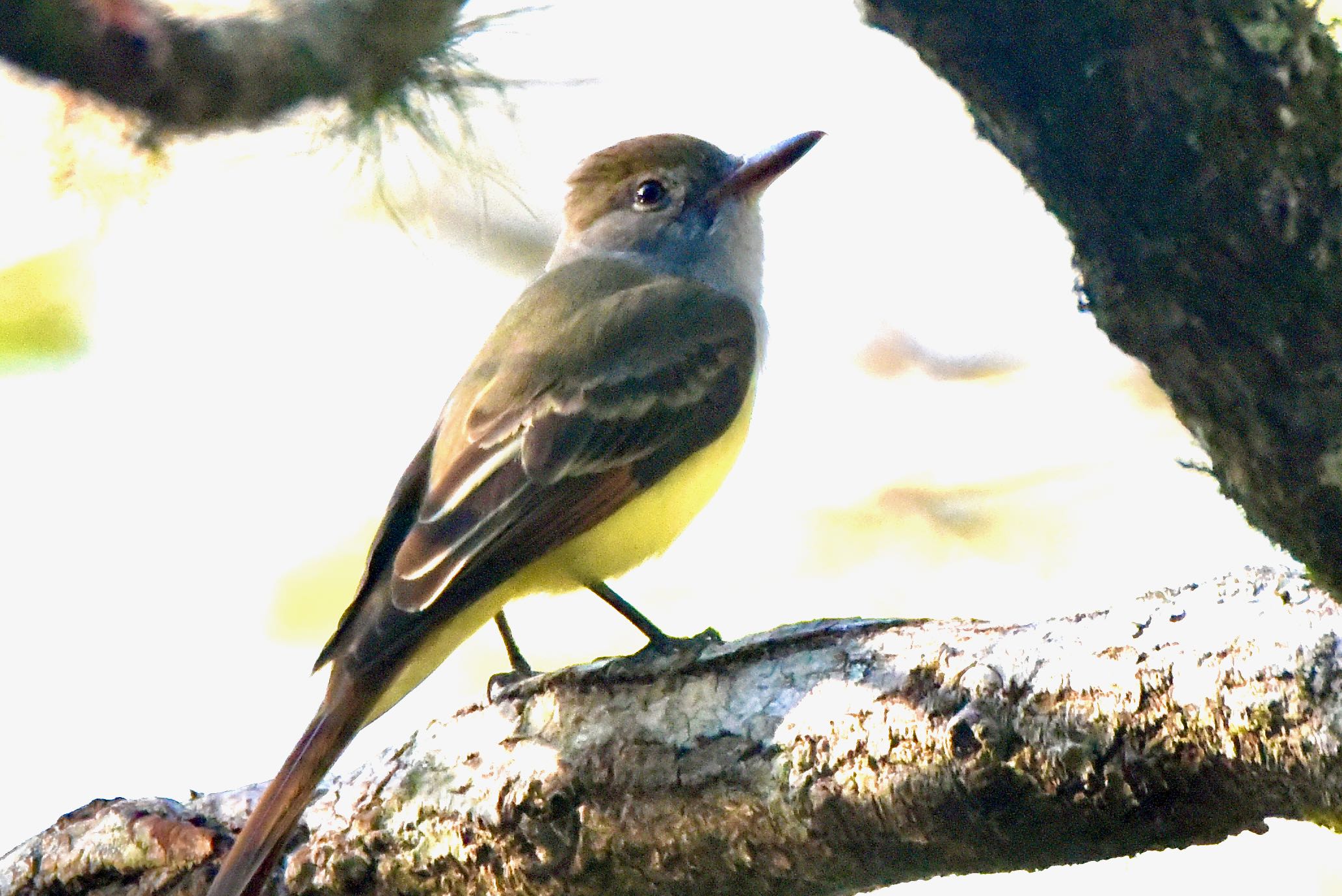 great crested flycatcher