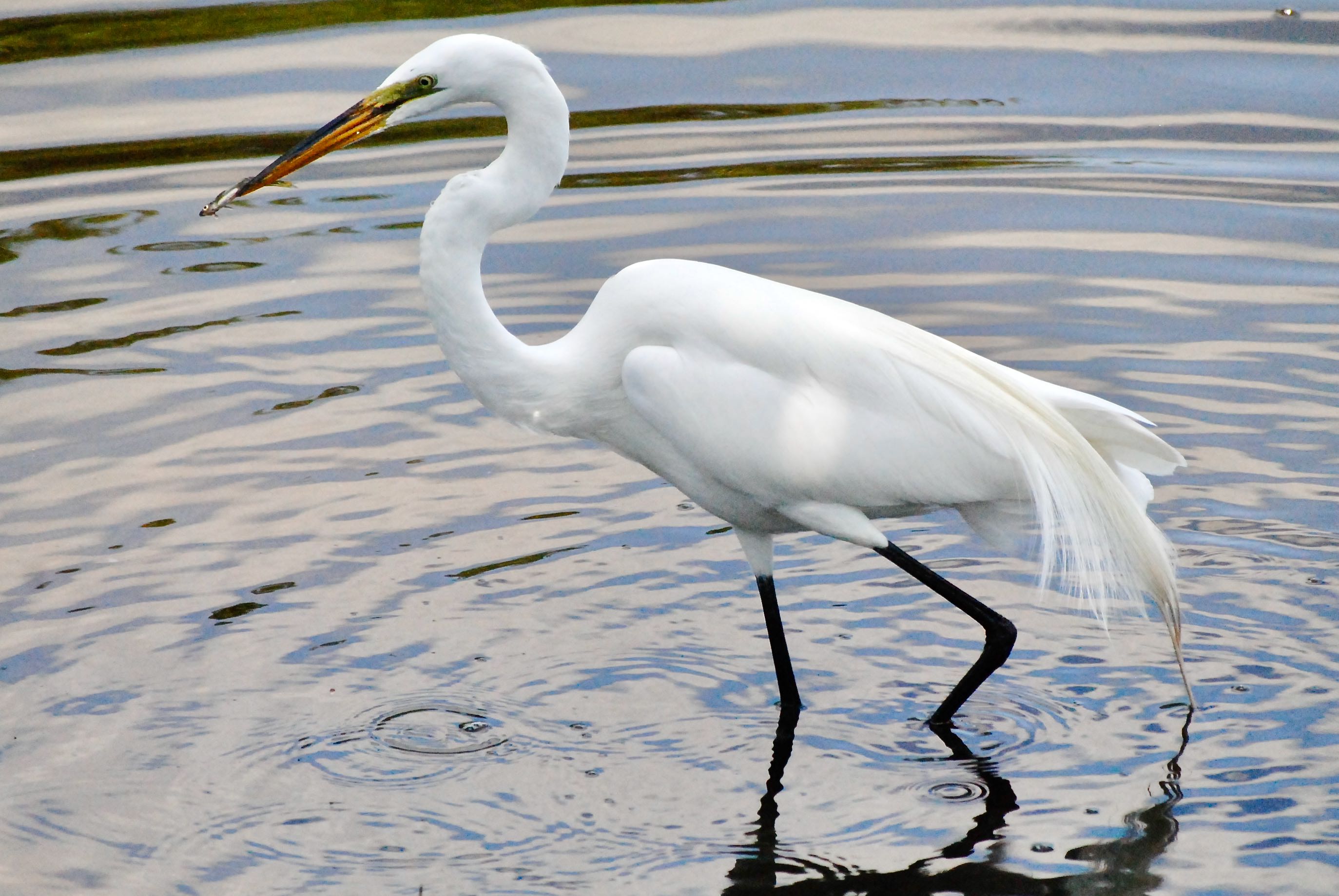great white egret