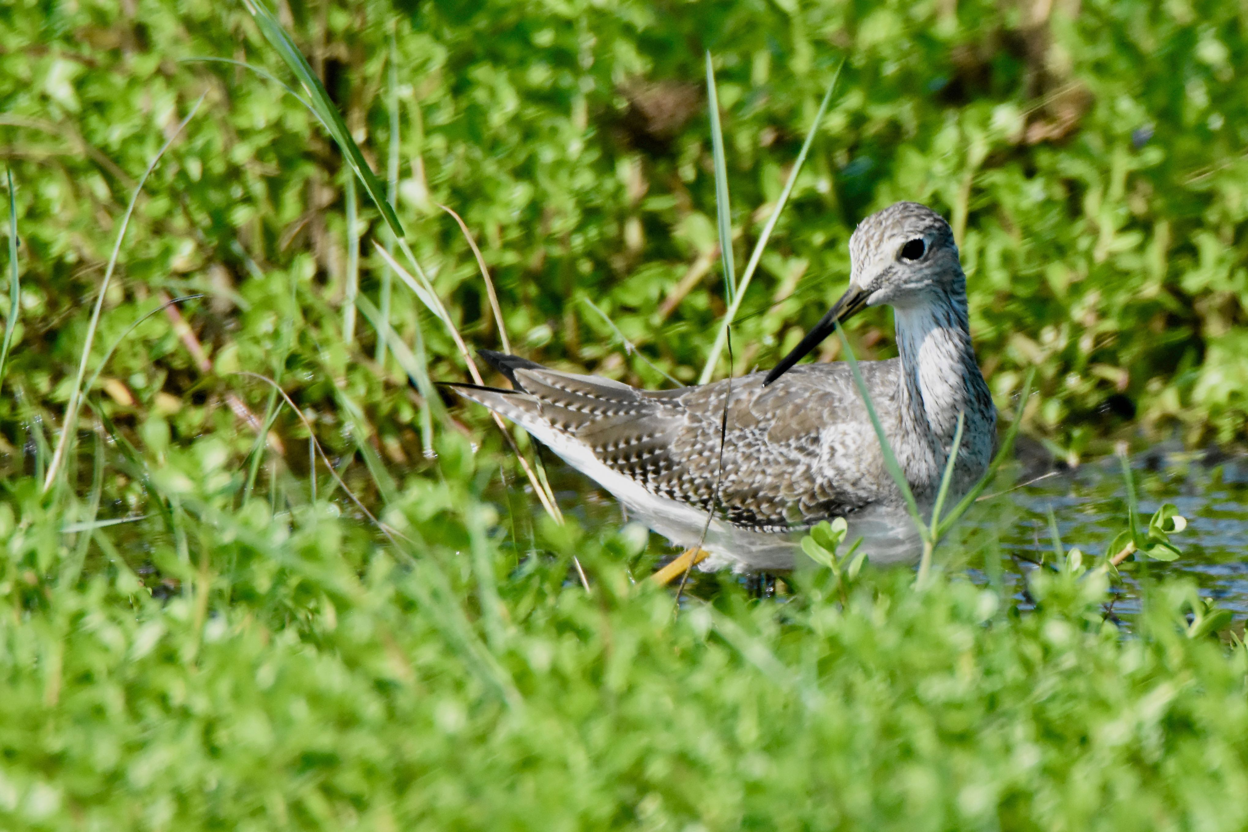 Greater Yellowlegs