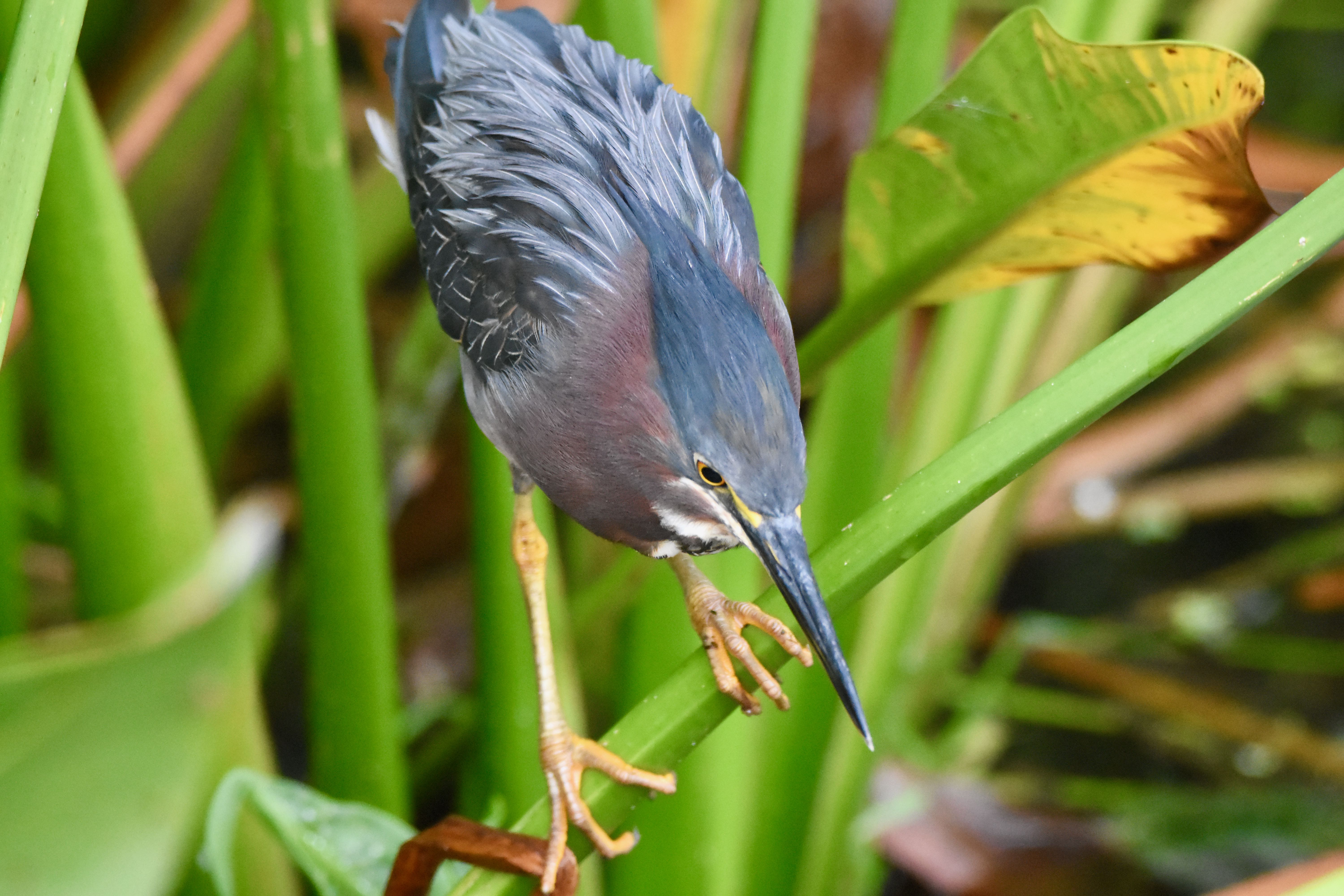 green heron