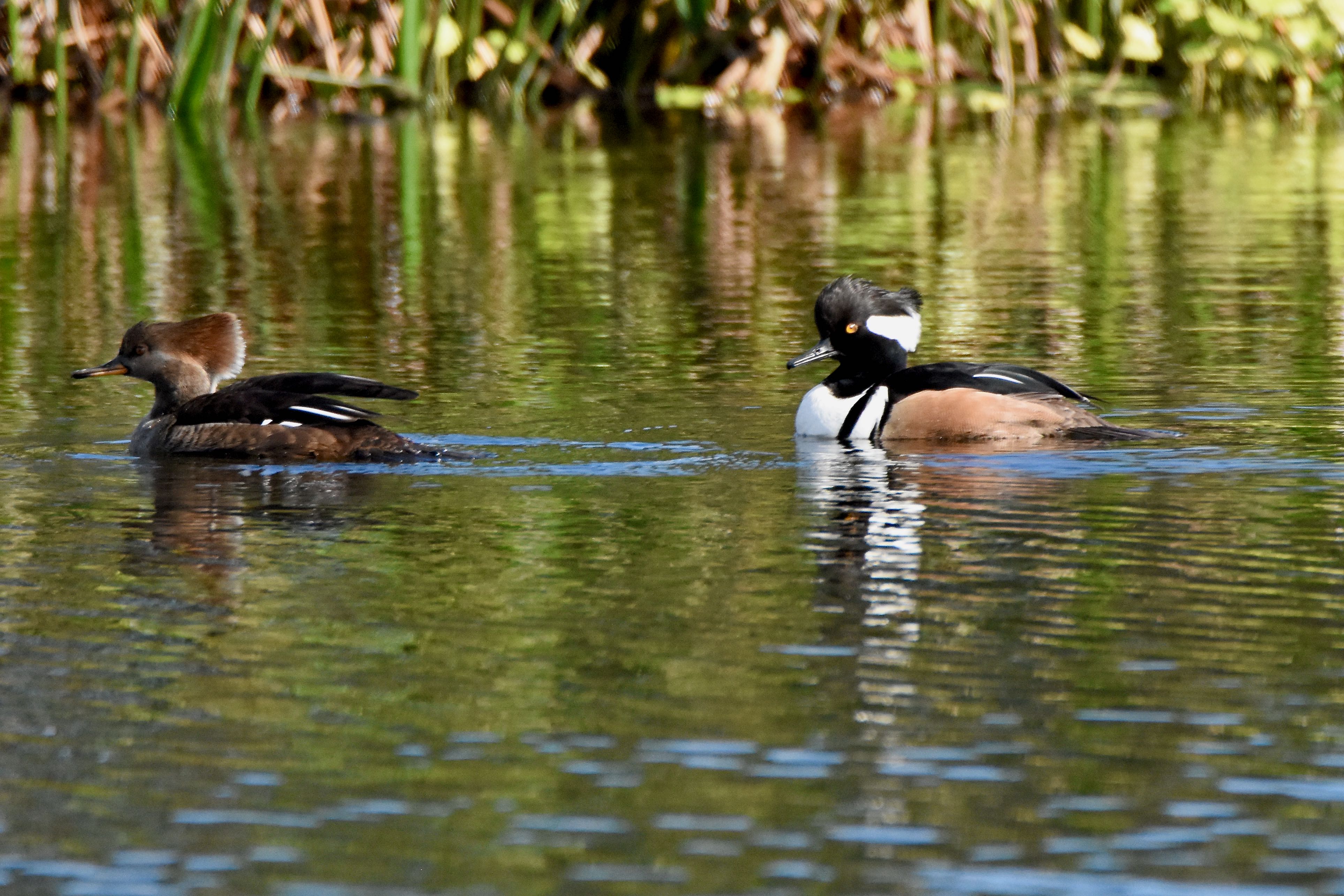 hooded merganser