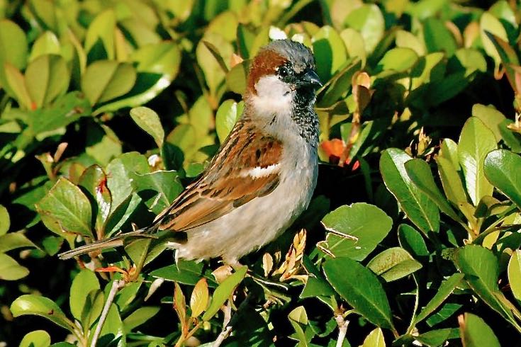 House Sparrow
