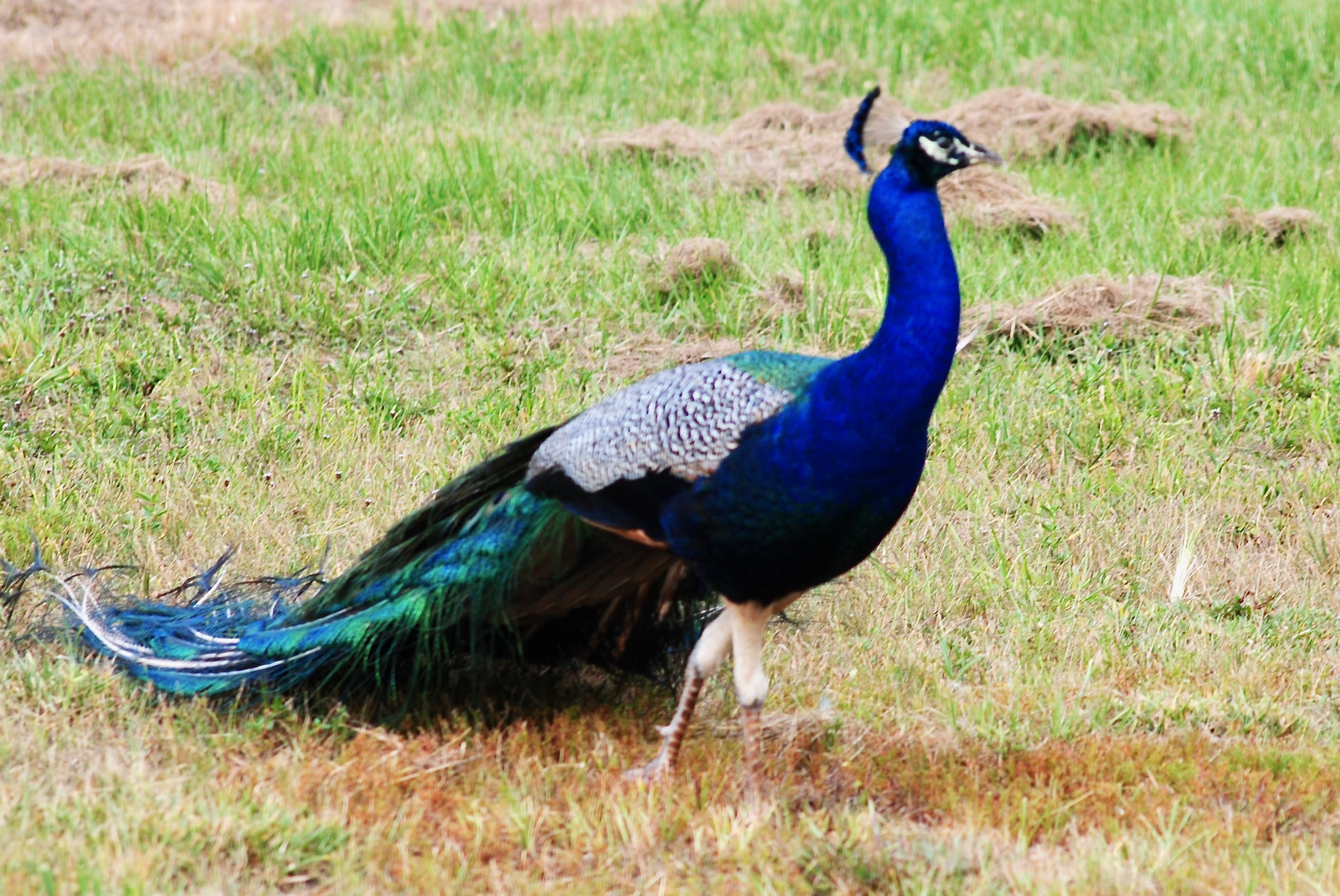 Indian Peafowl