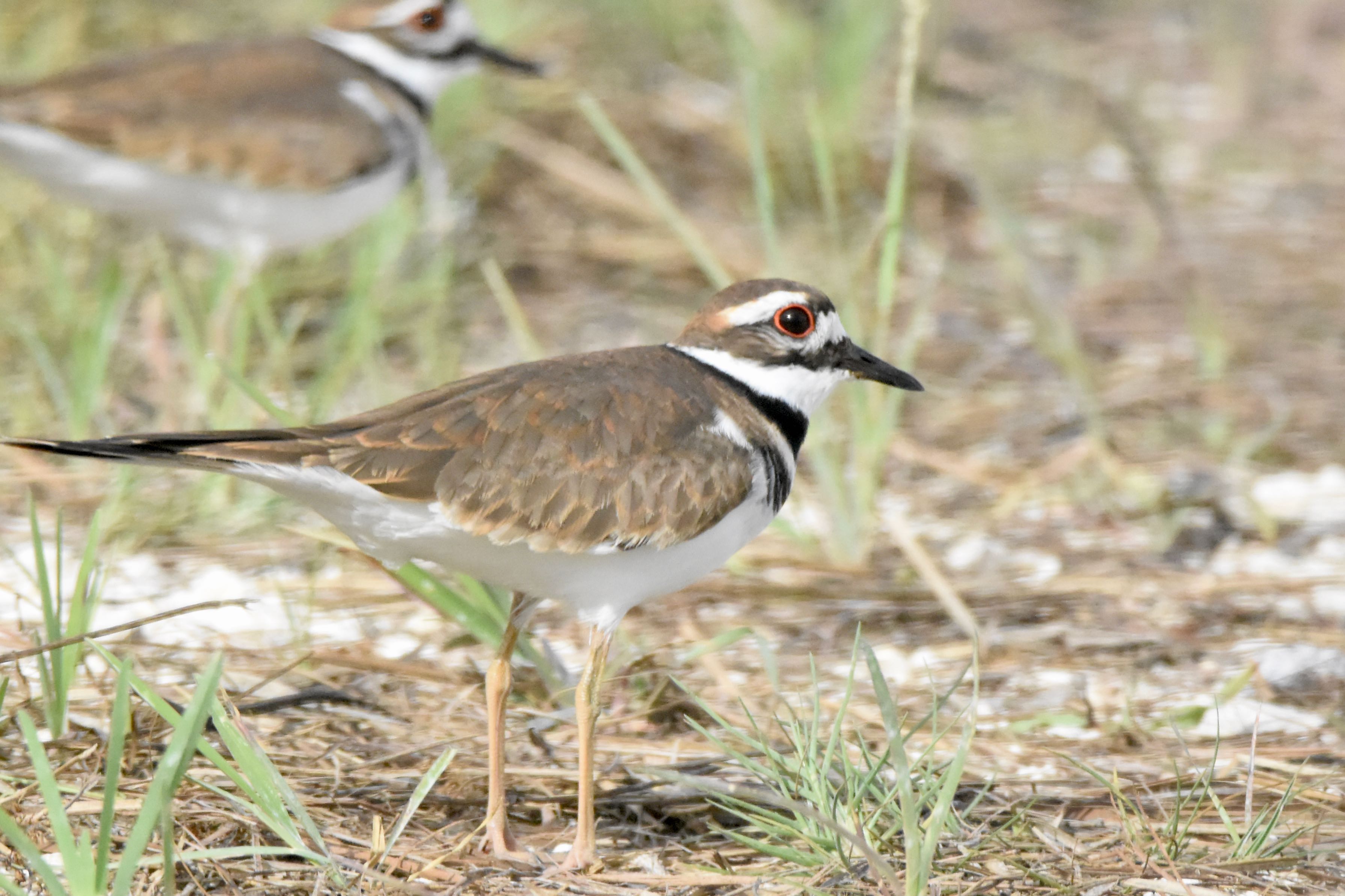 killdeer