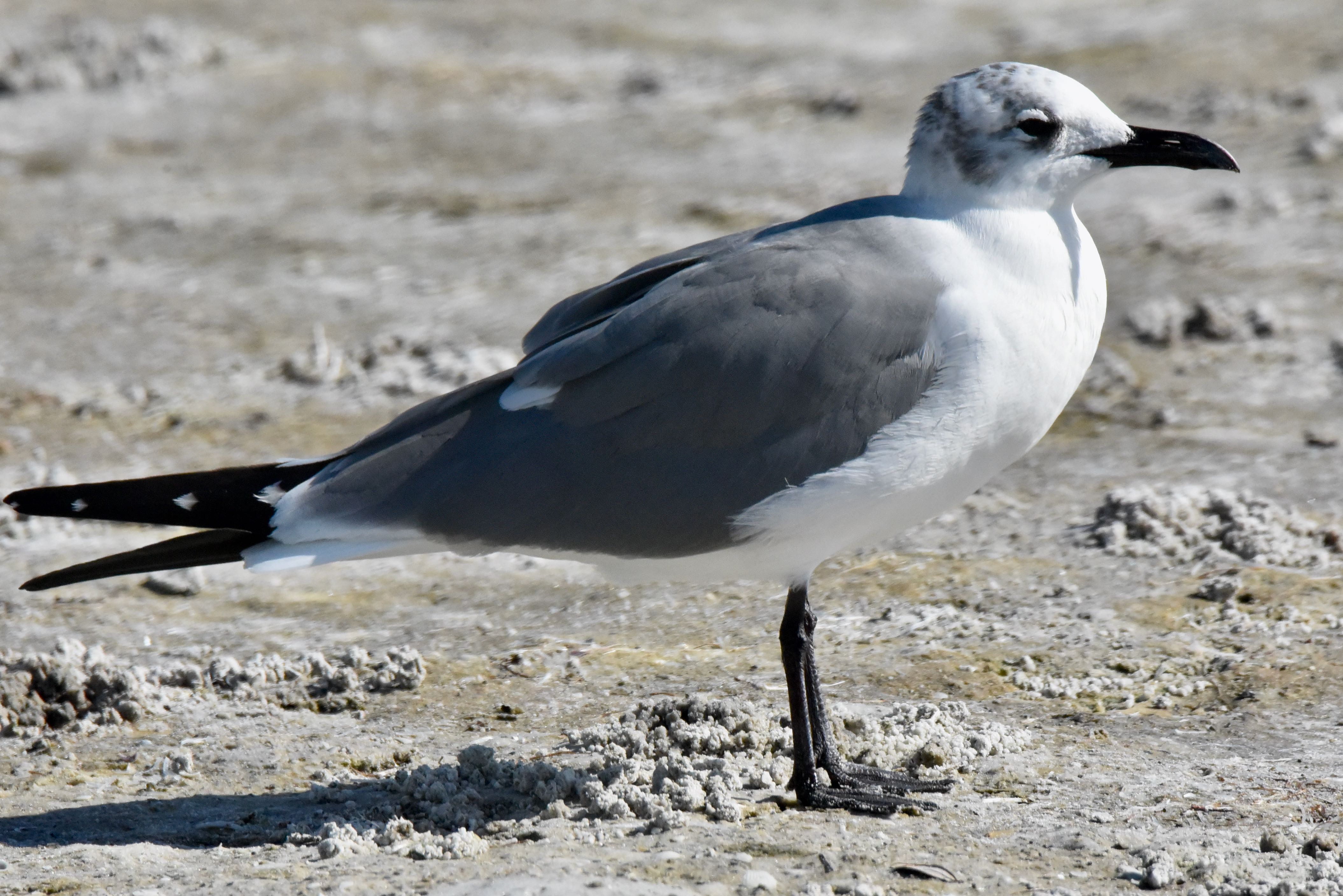 laughing gull
