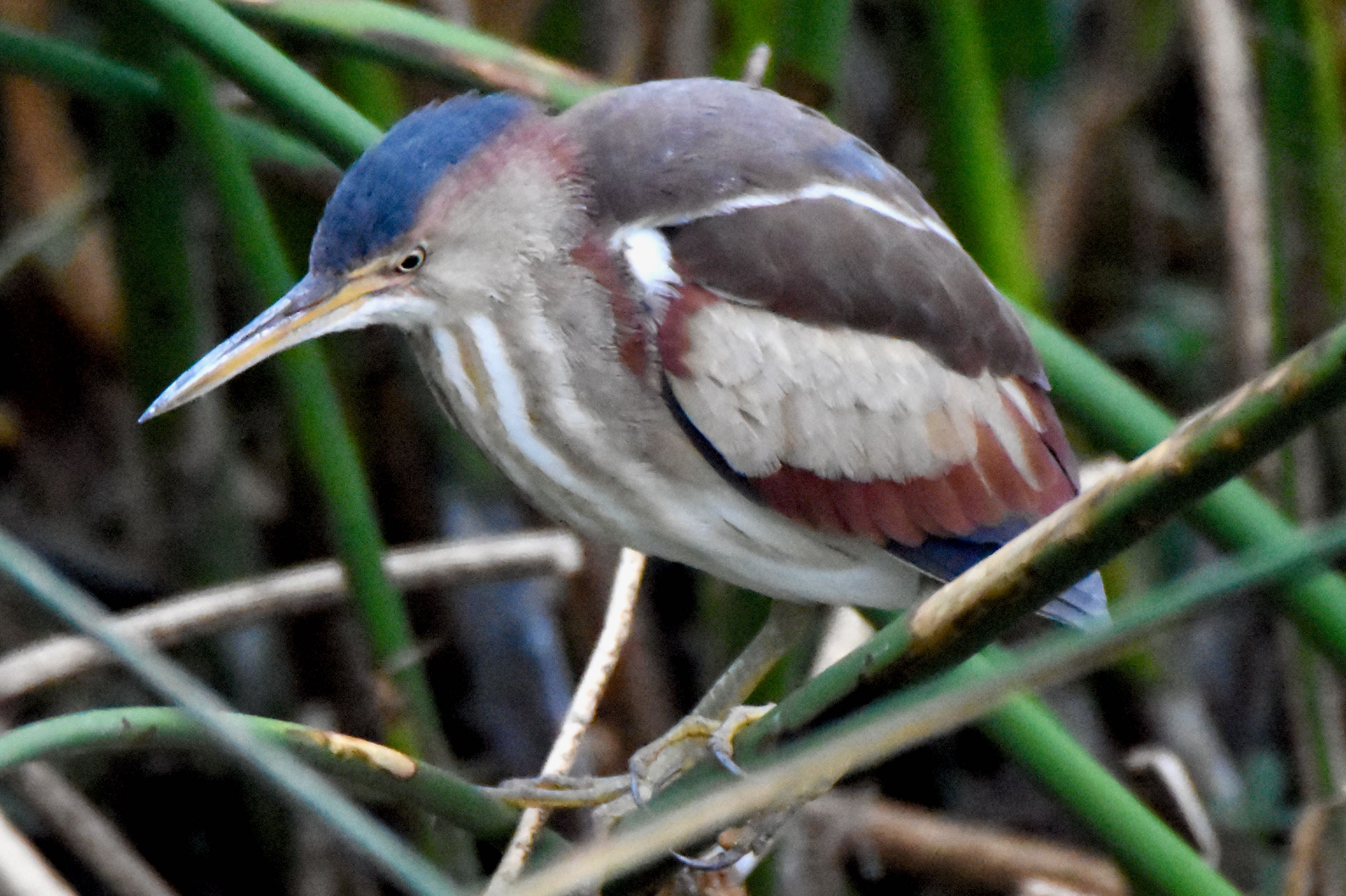least bittern