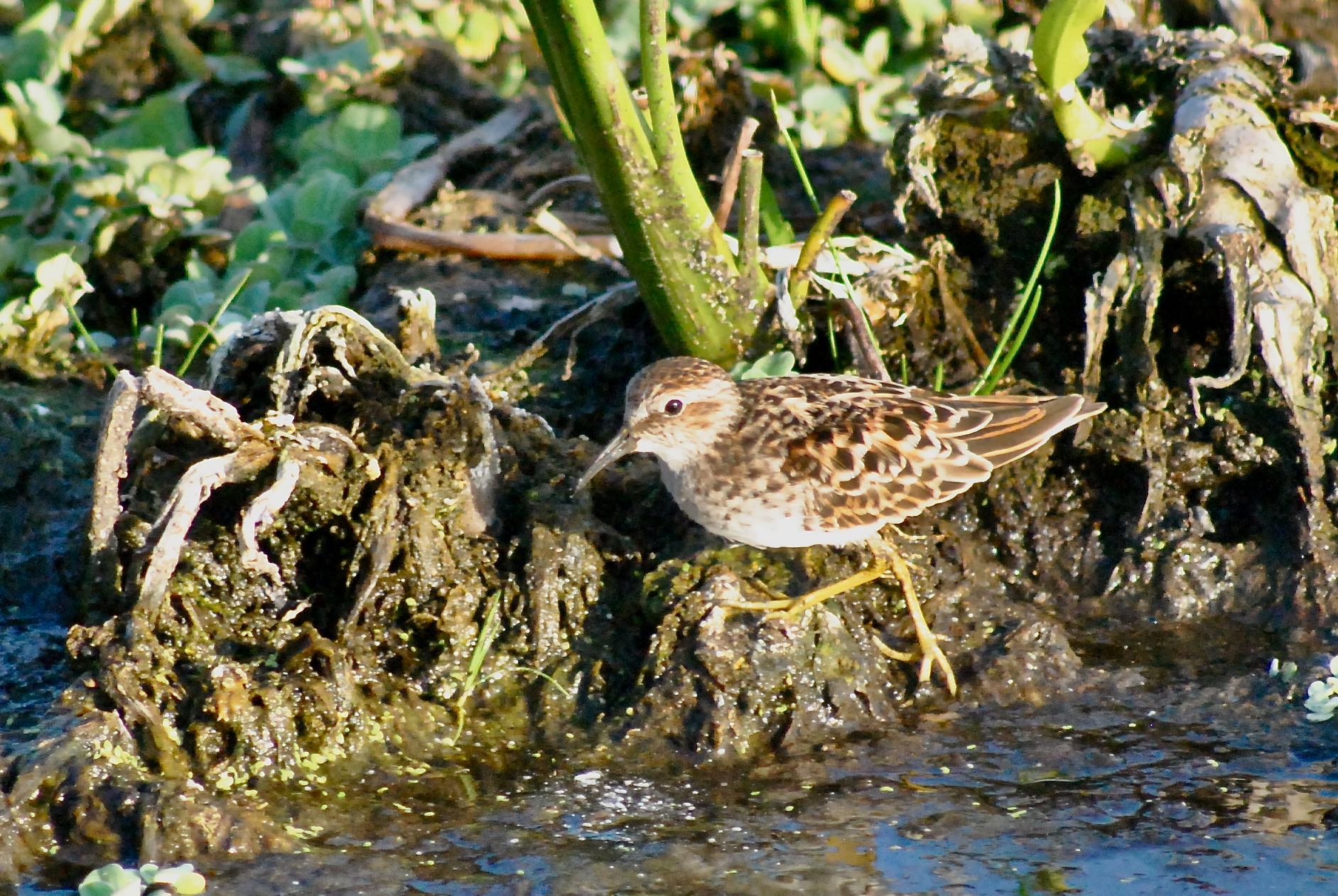 least sandpiper