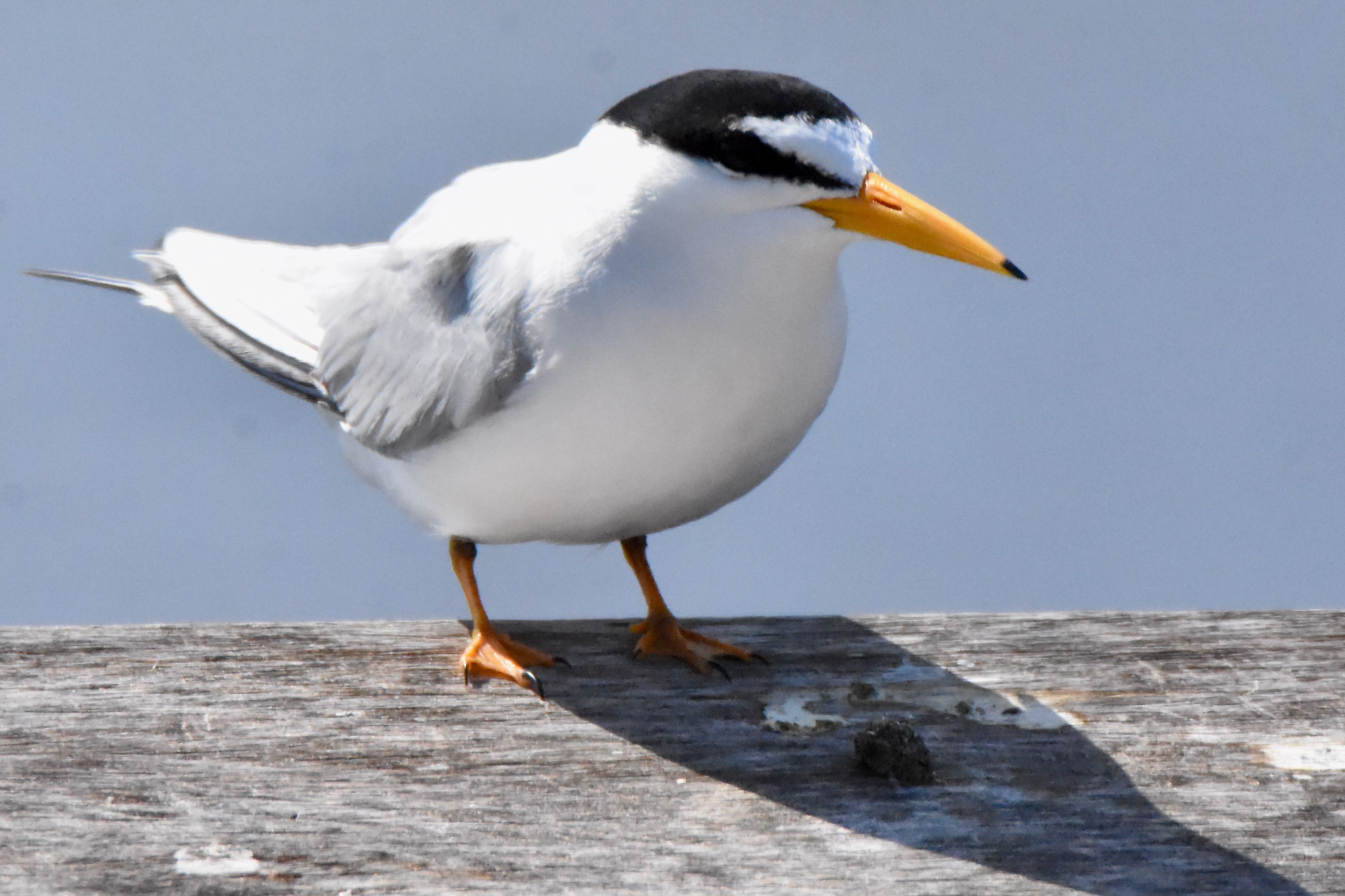 least tern