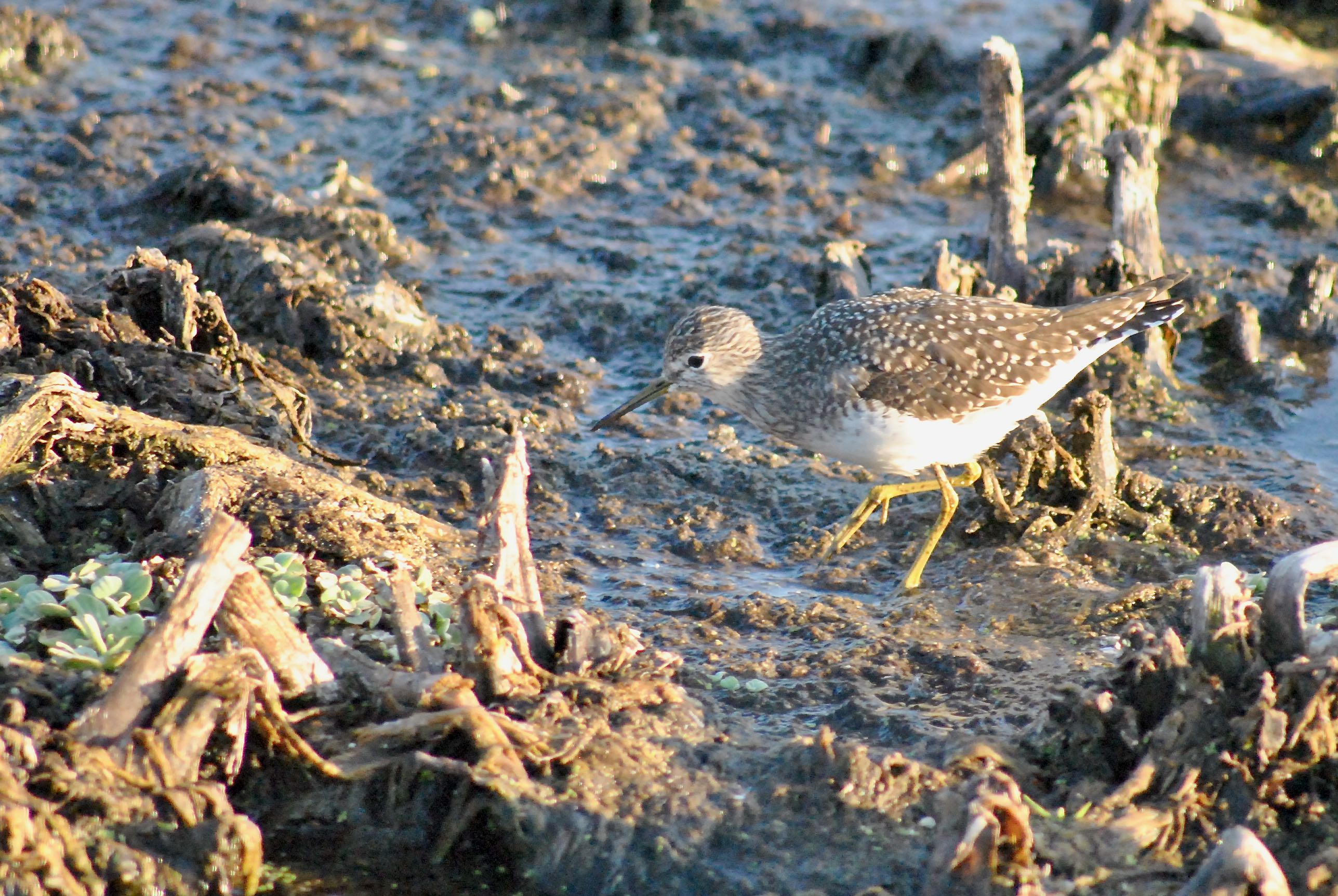 Lesser Yellowlegs Sandpiper