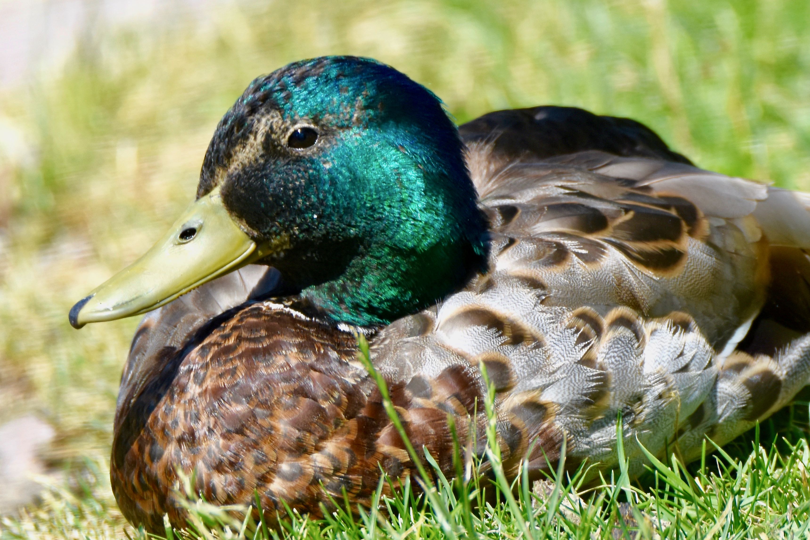 mallard