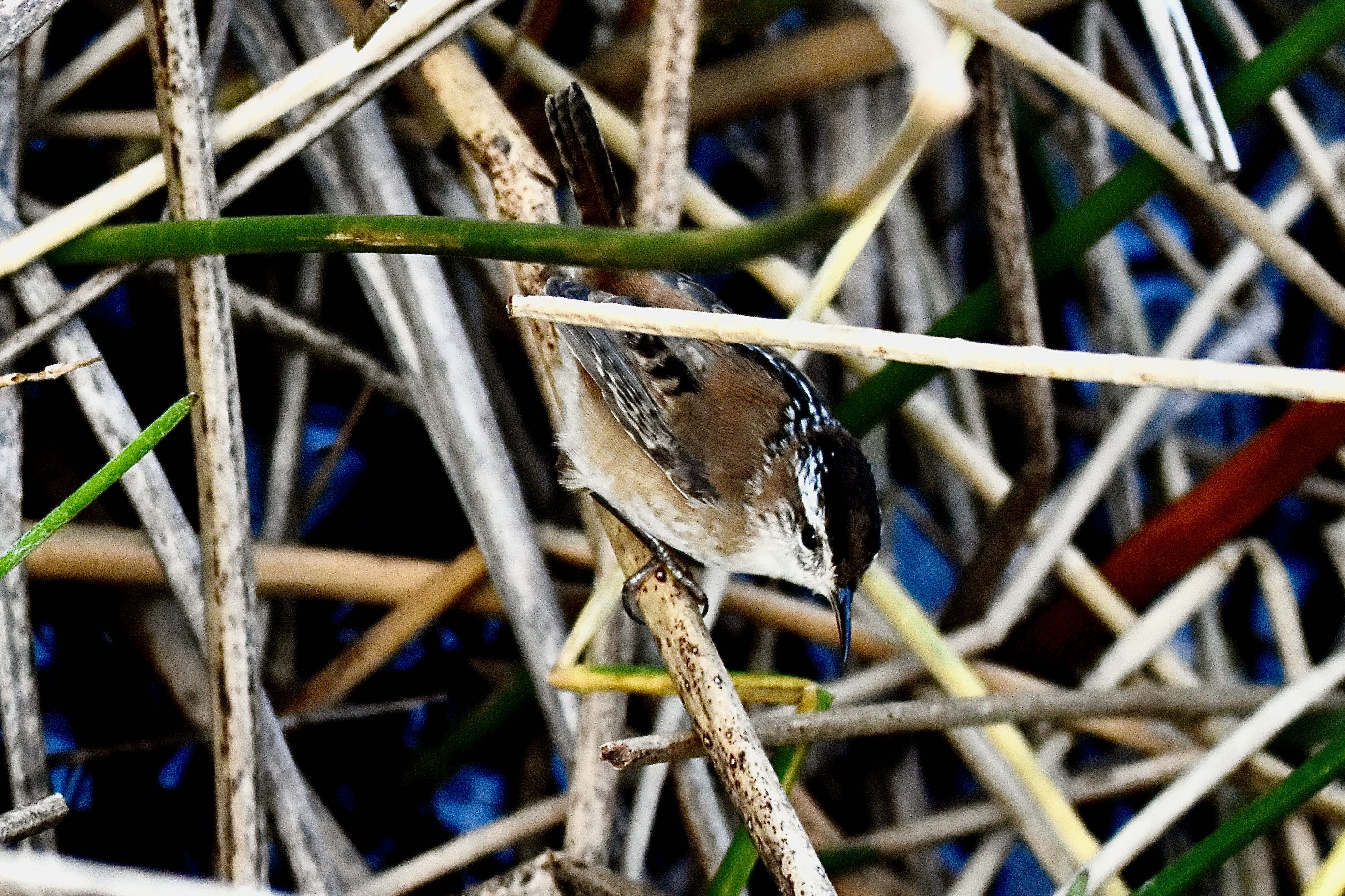 marsh wren