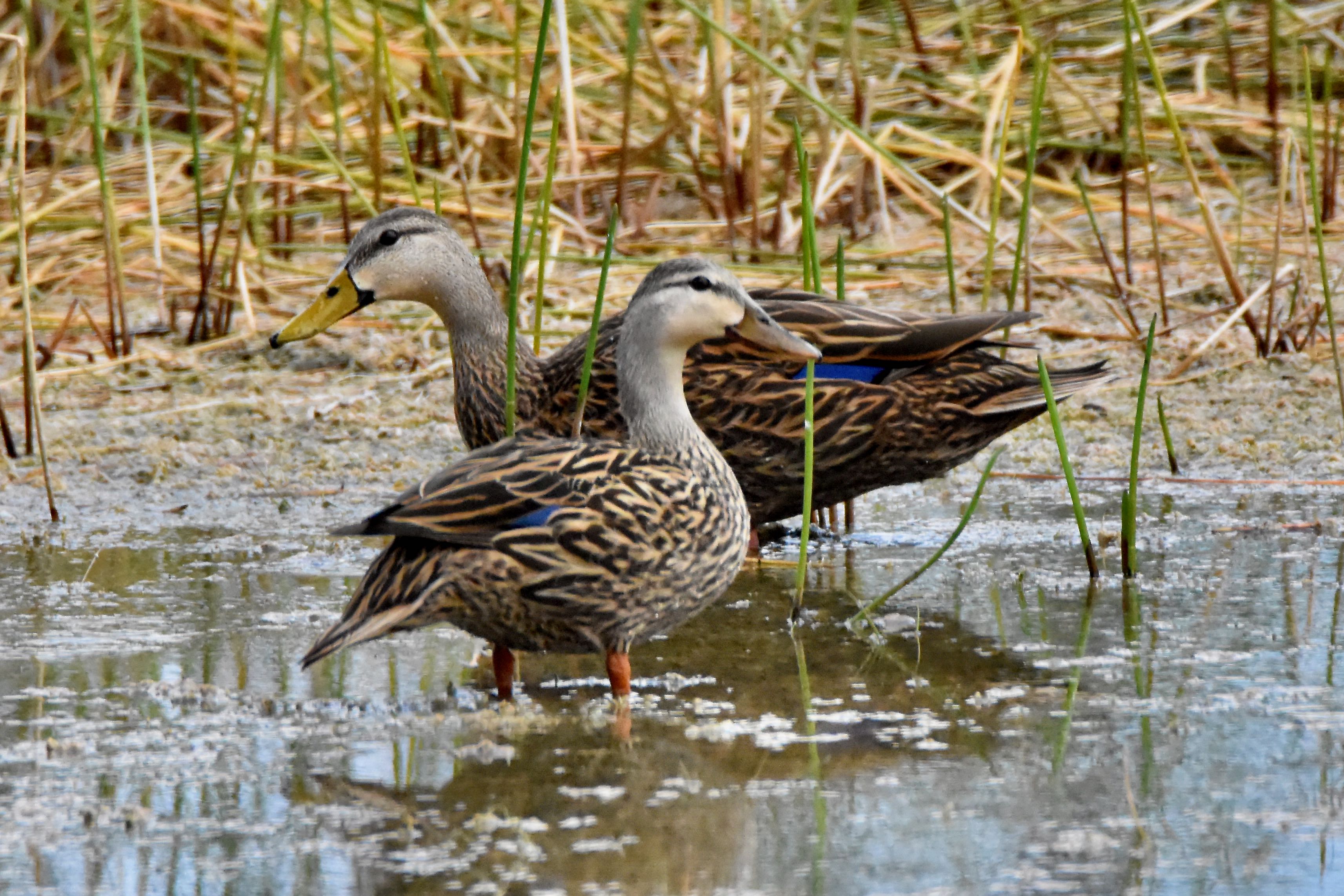 mottled duck