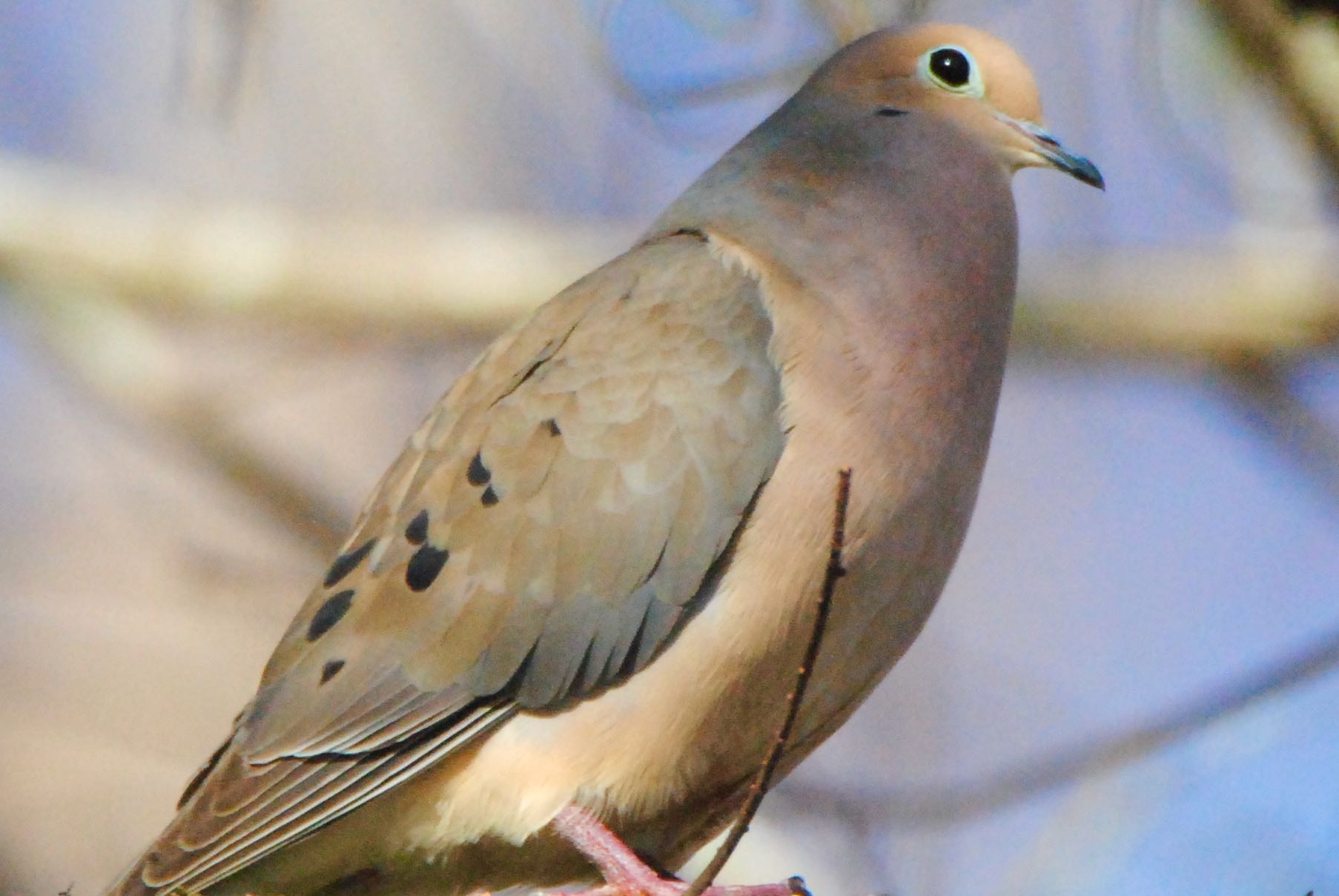mourning dove