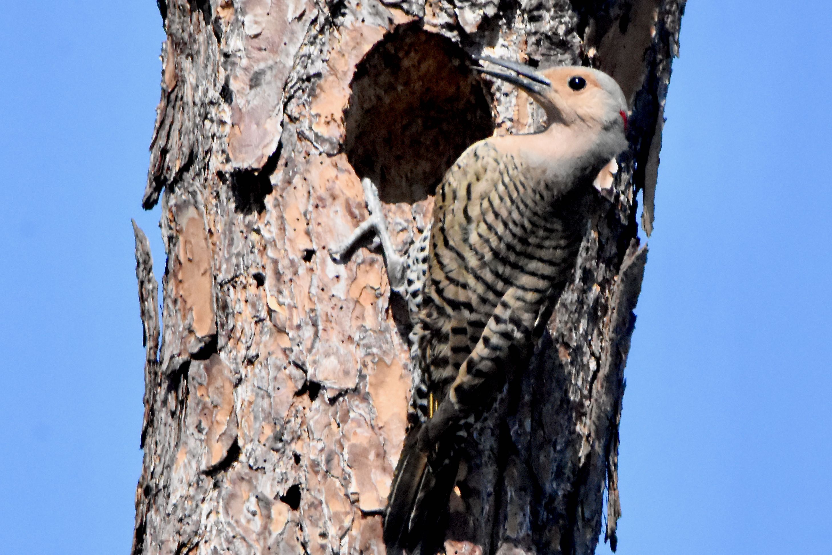 northern flicker