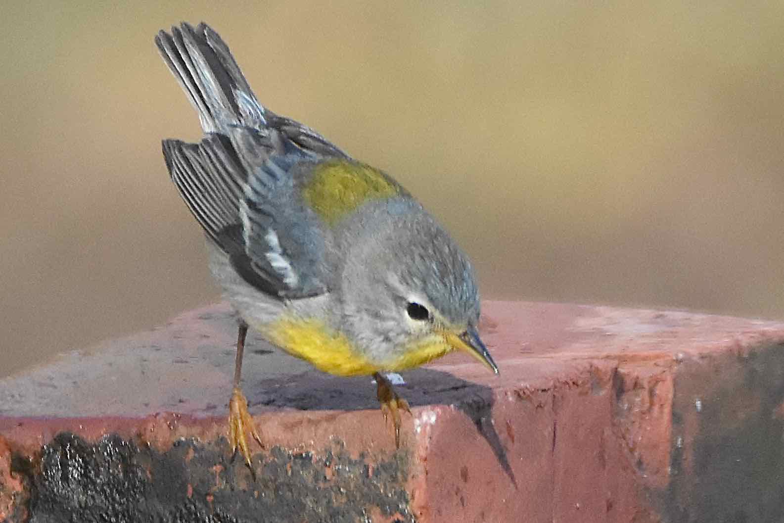 northern parula