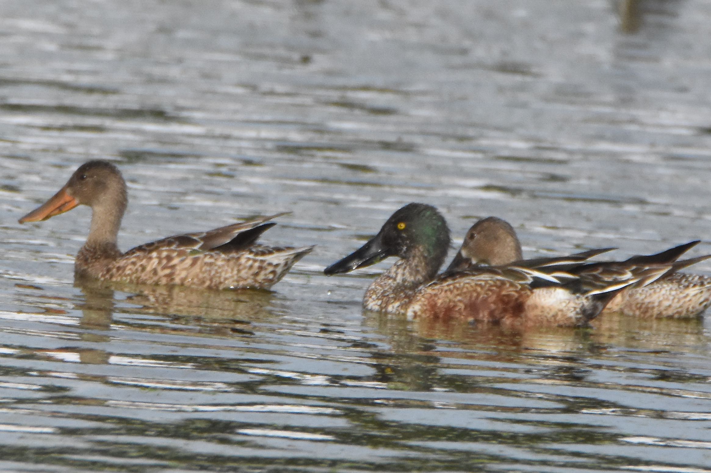 Northern Shoveler
