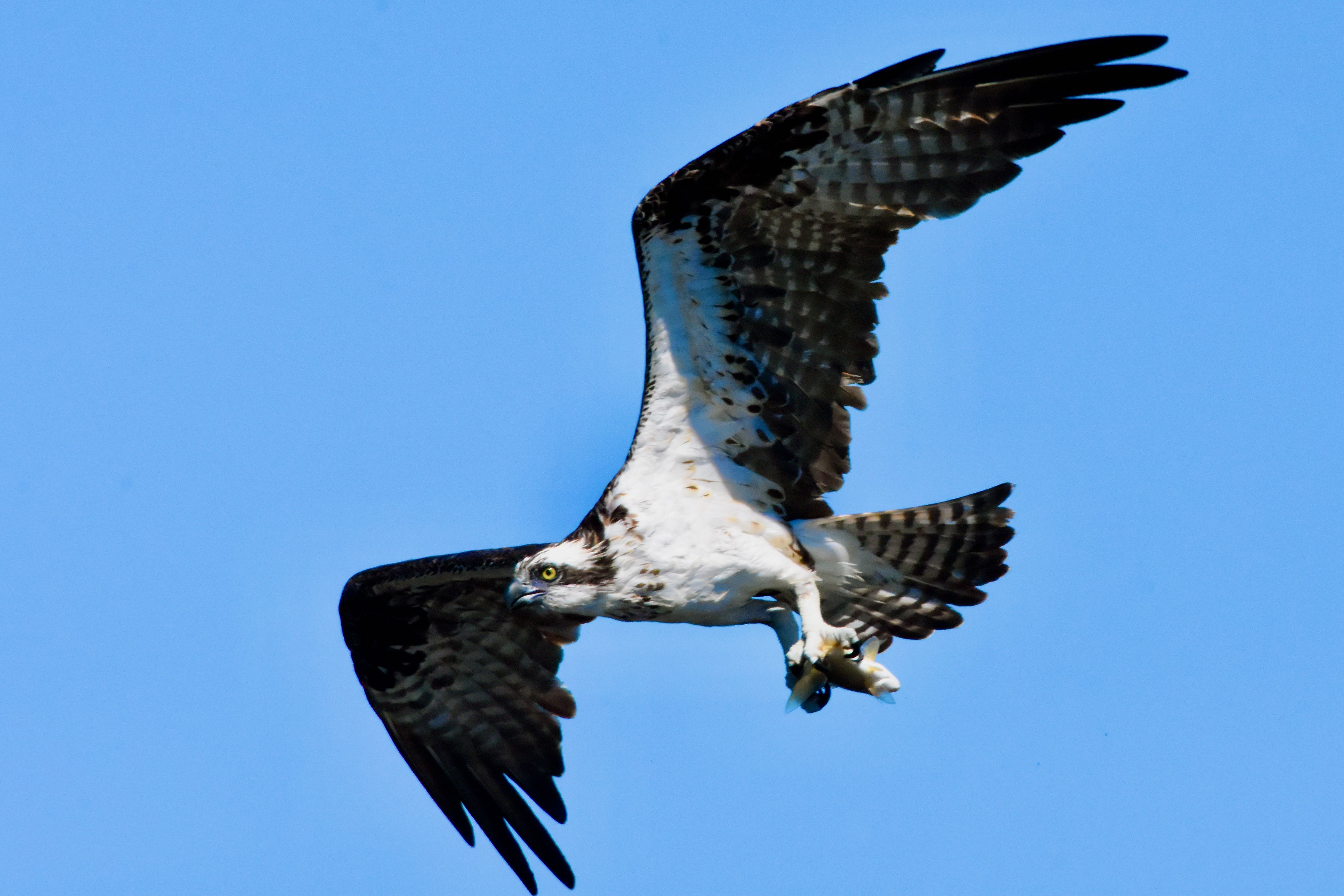osprey