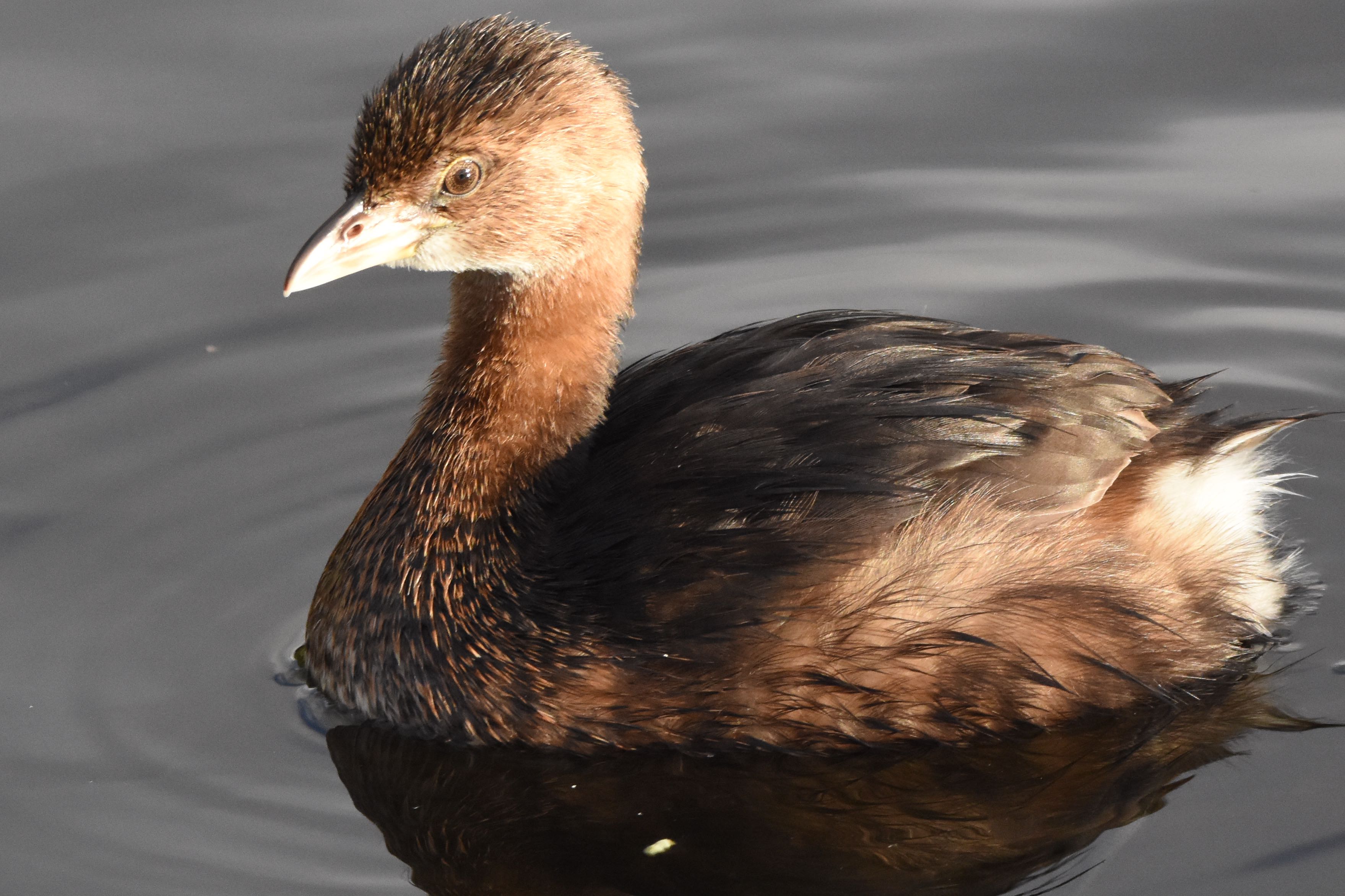 pied-billed grebe