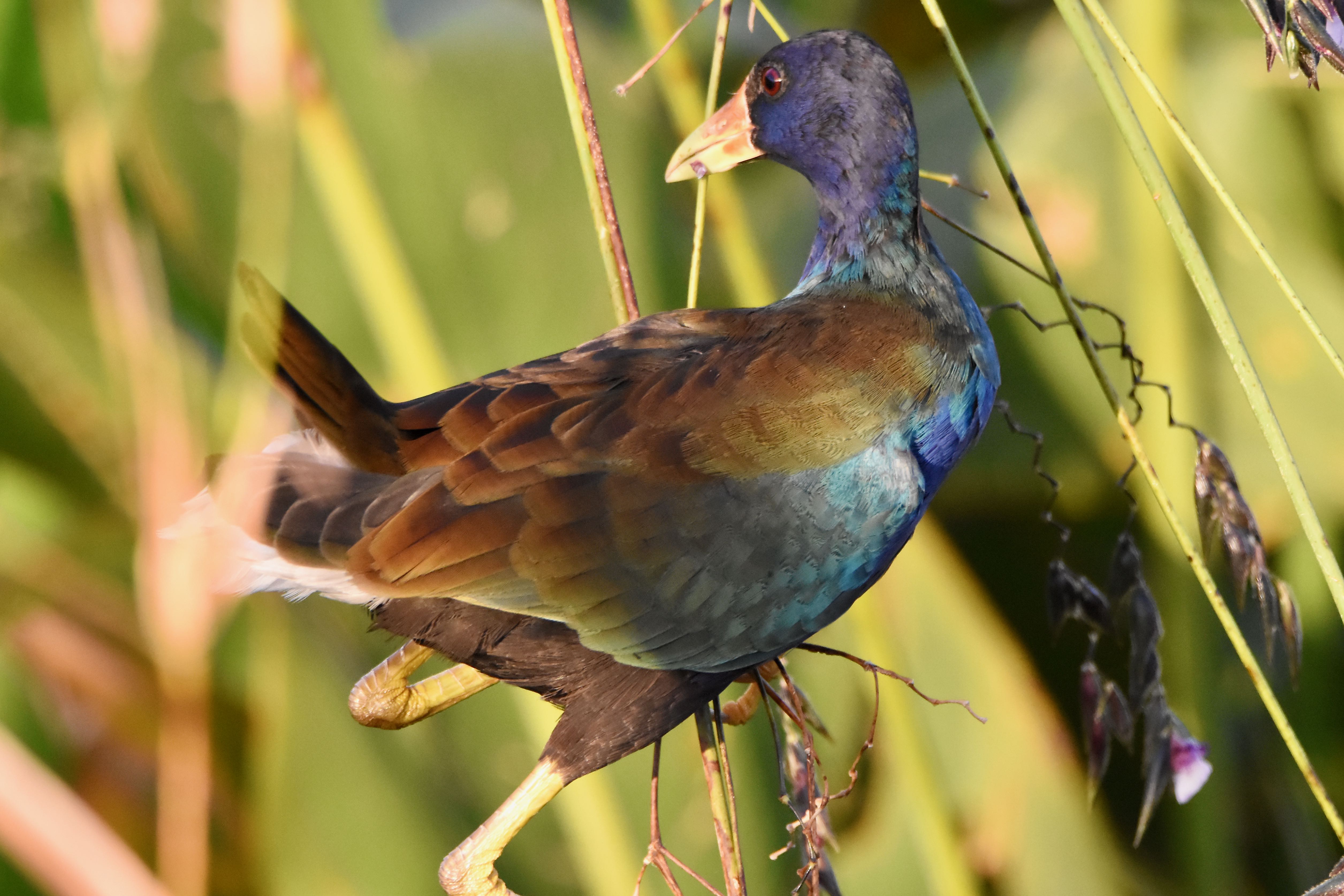 purple gallinule