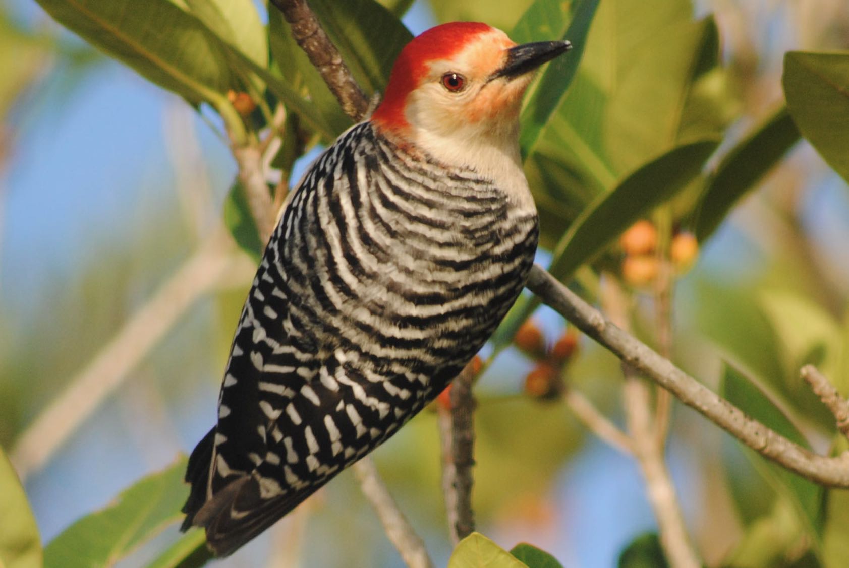 red-bellied woodpecker