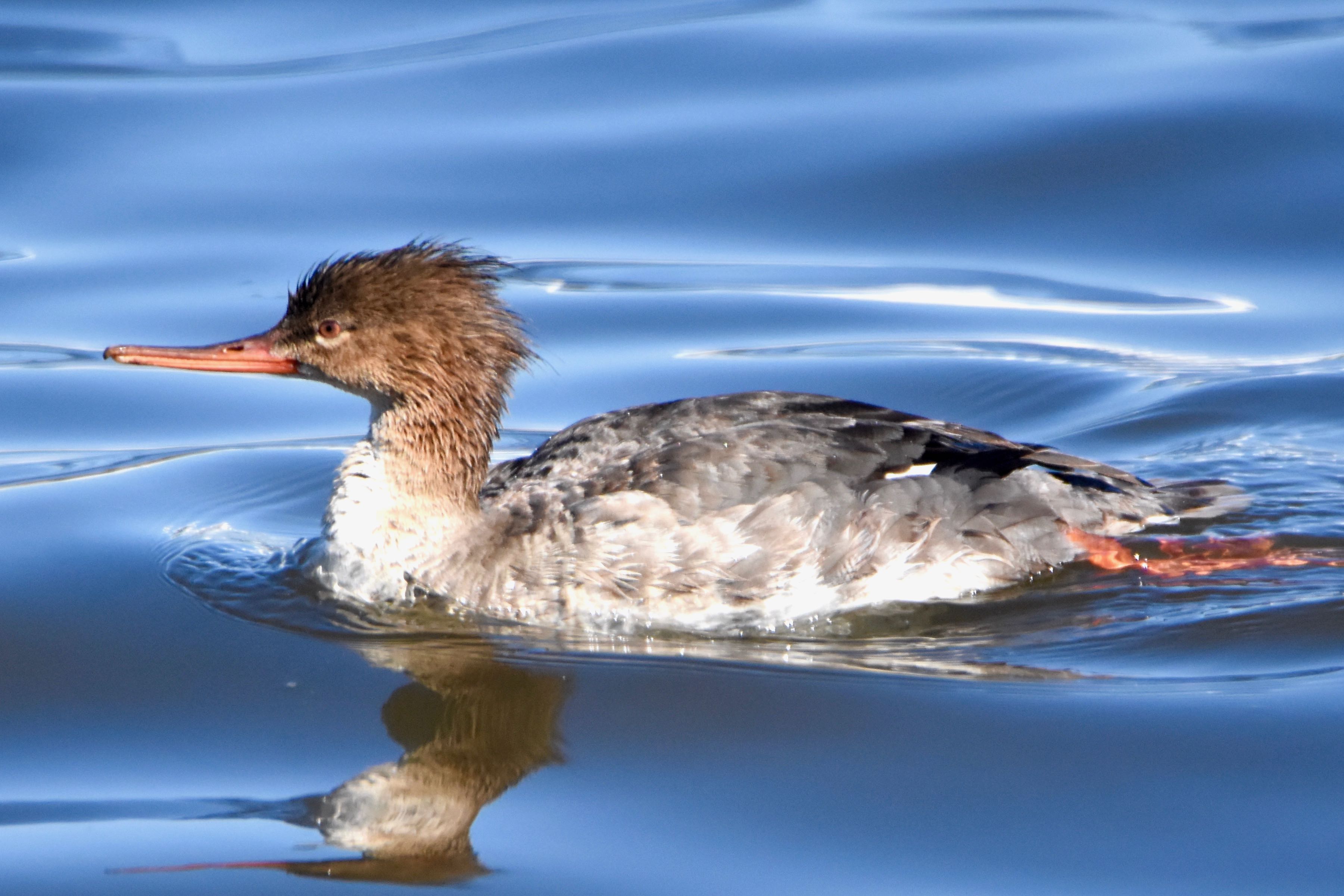 red-breasted merganser