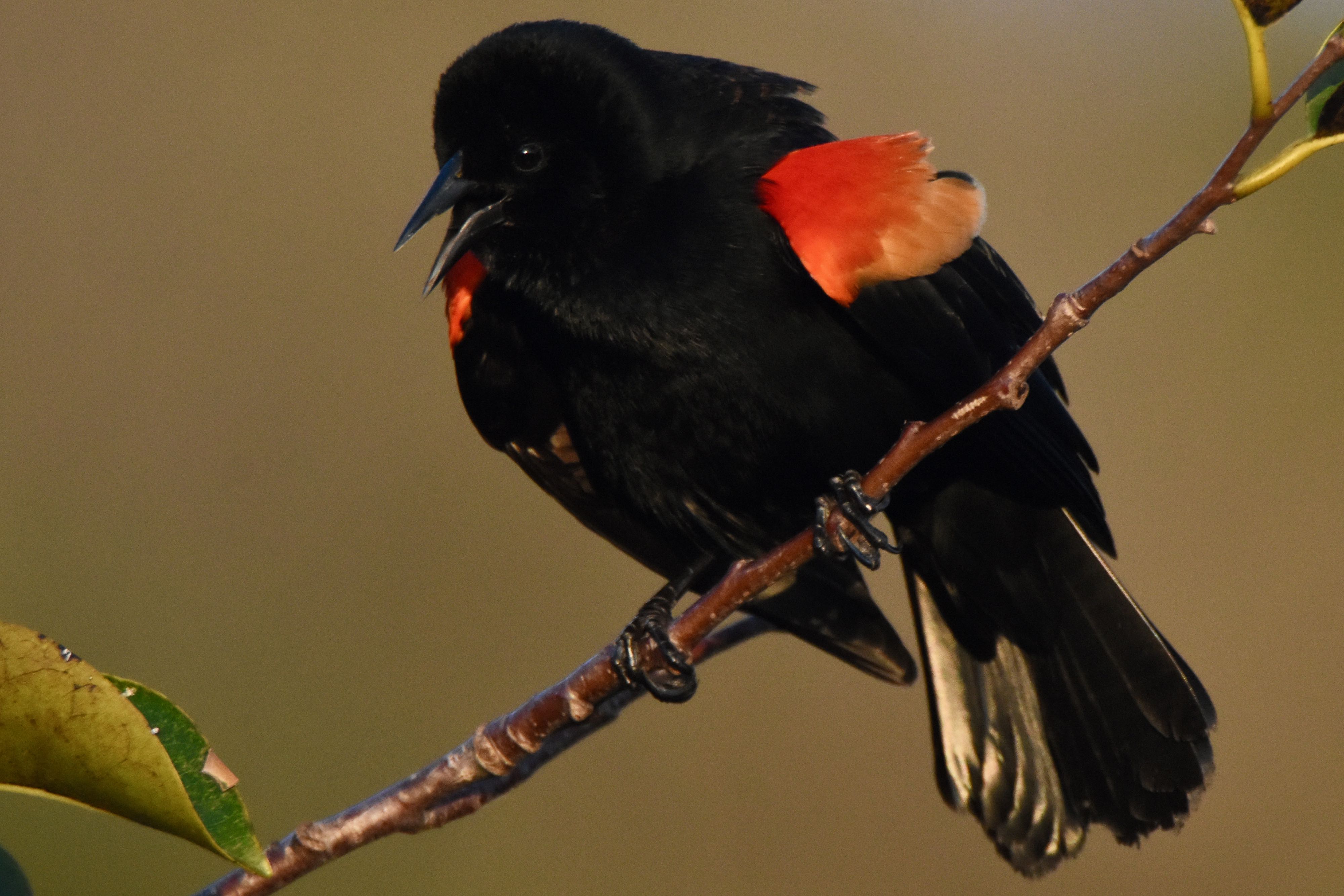 red-winged blackbird