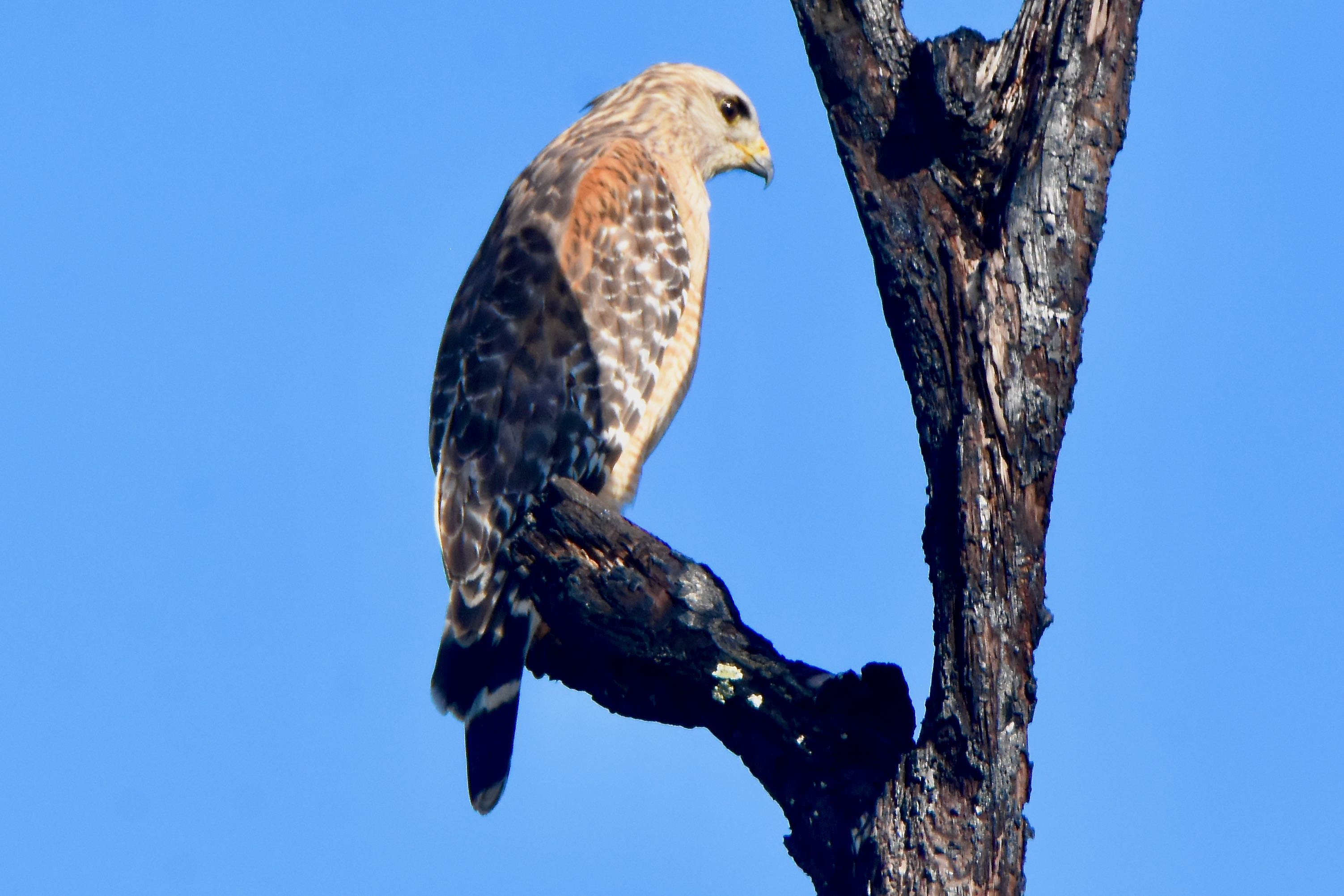 red-shouldered hawk