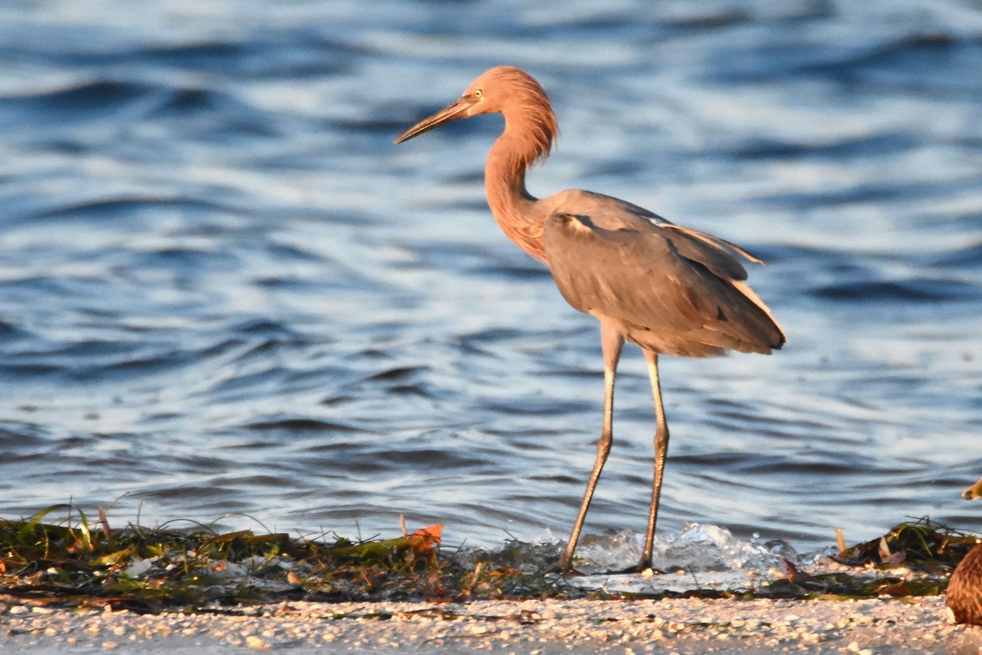 reddish egret