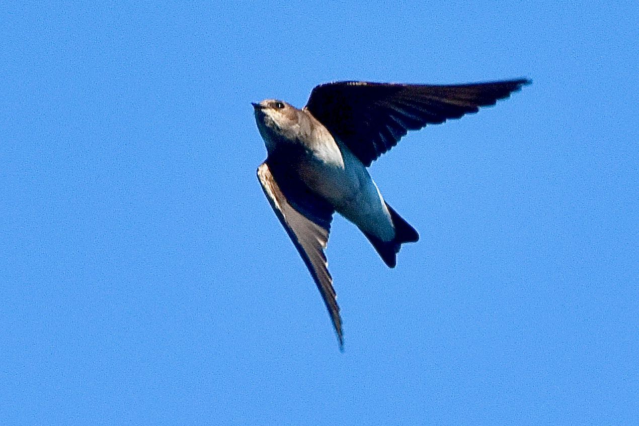 northern rough-winged swallow
