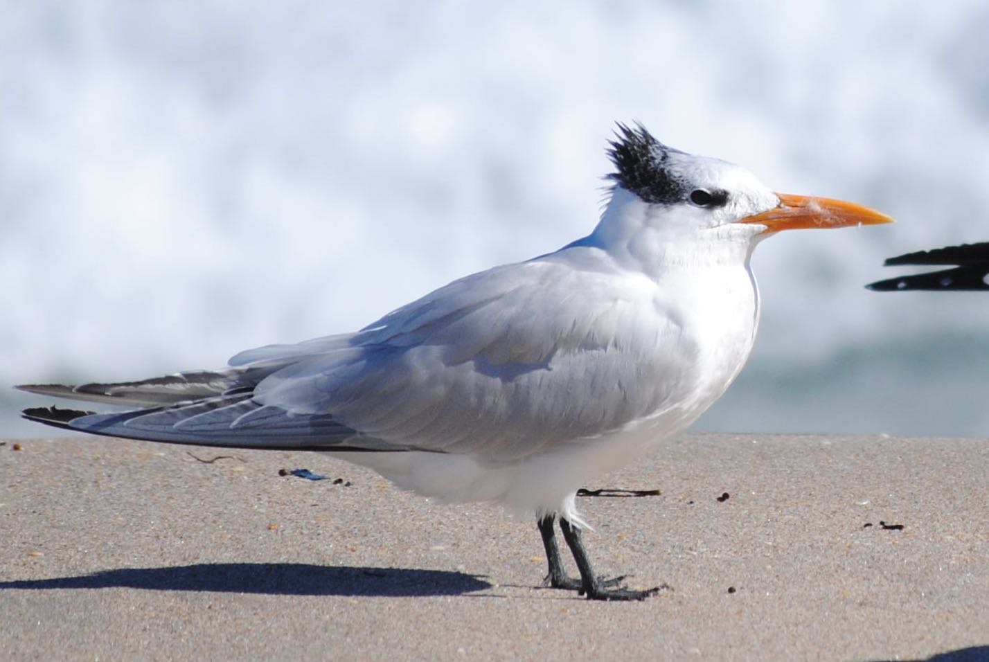 royal tern