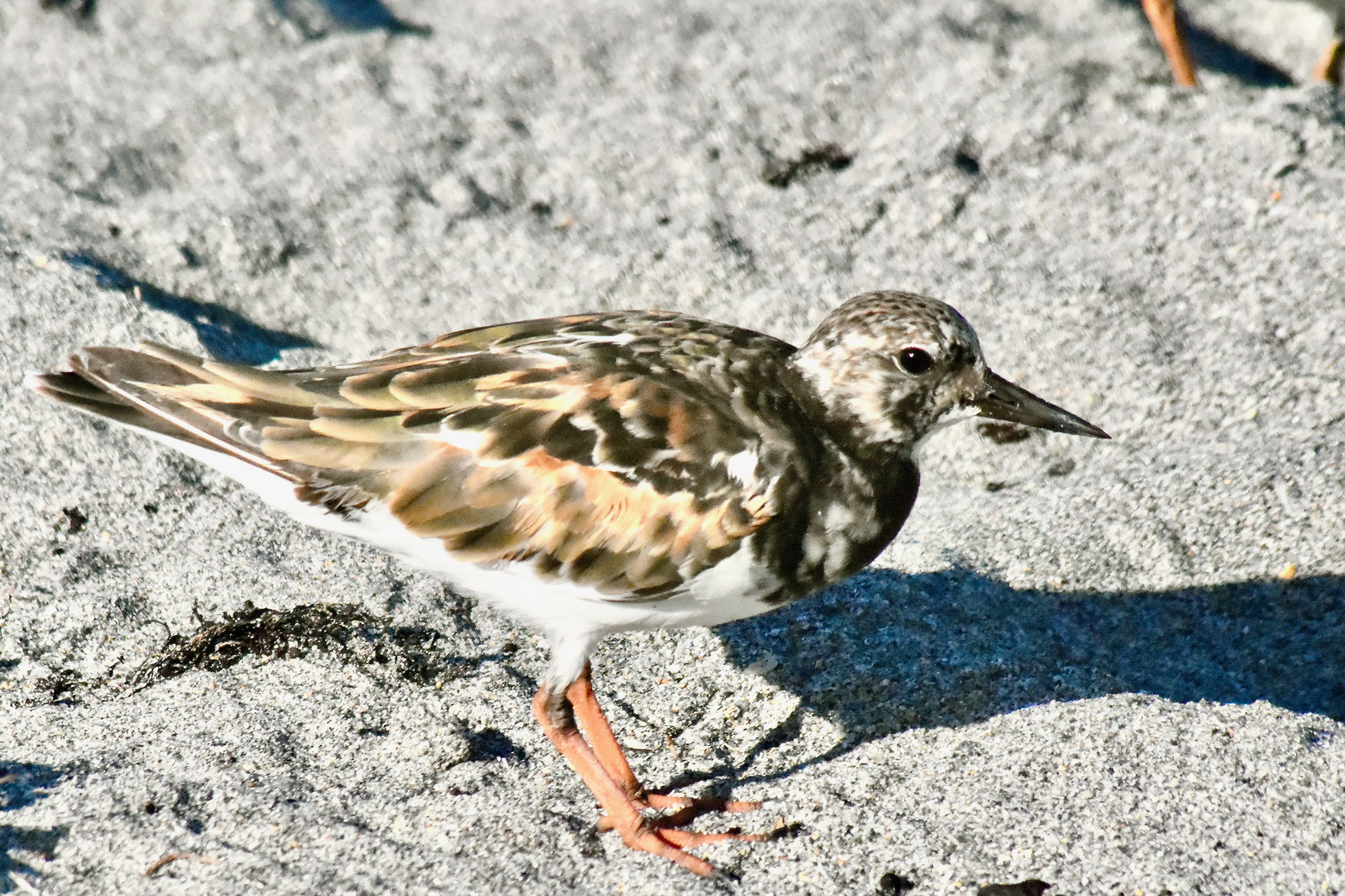 ruddy turnstone