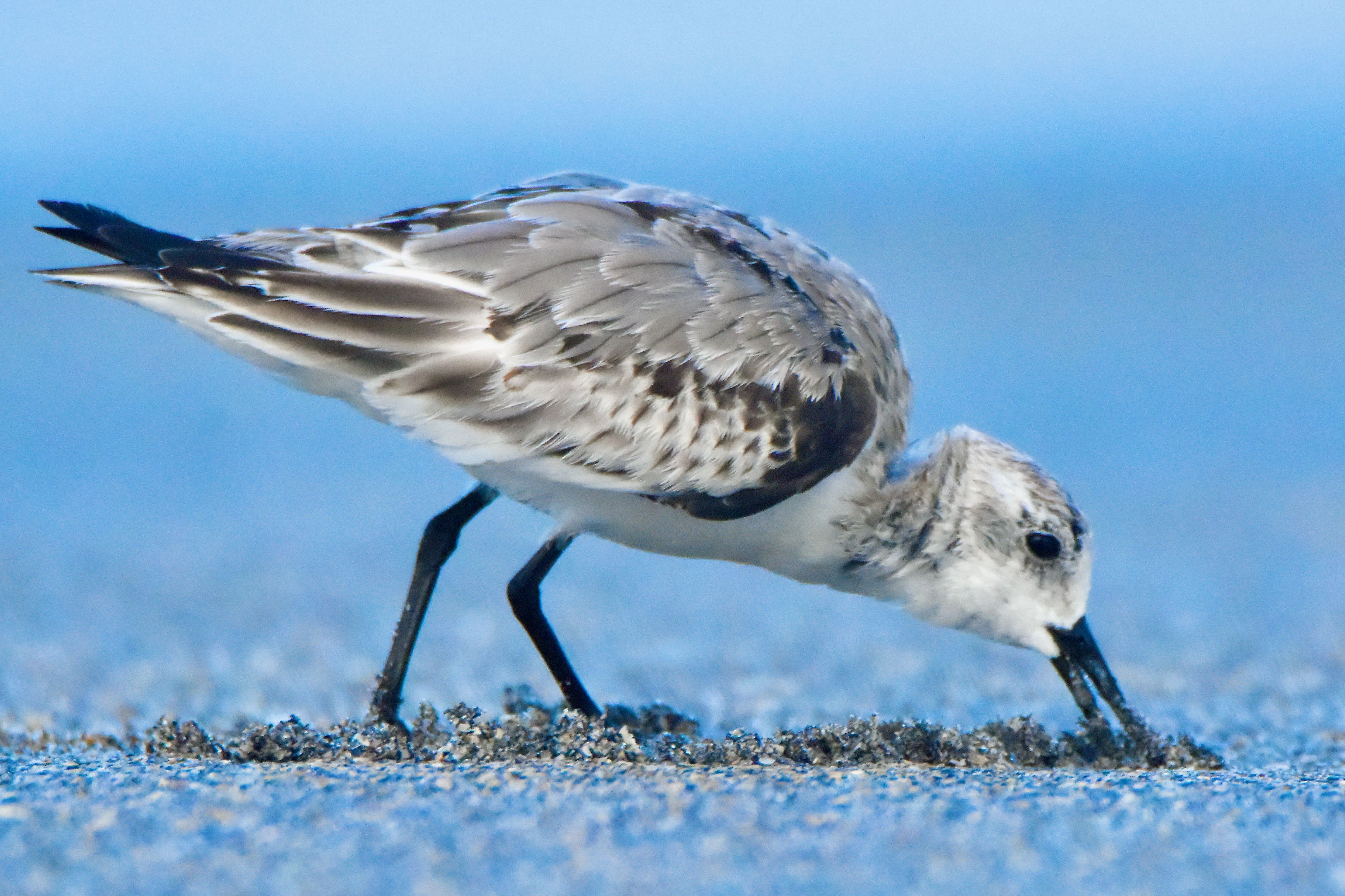 sanderling