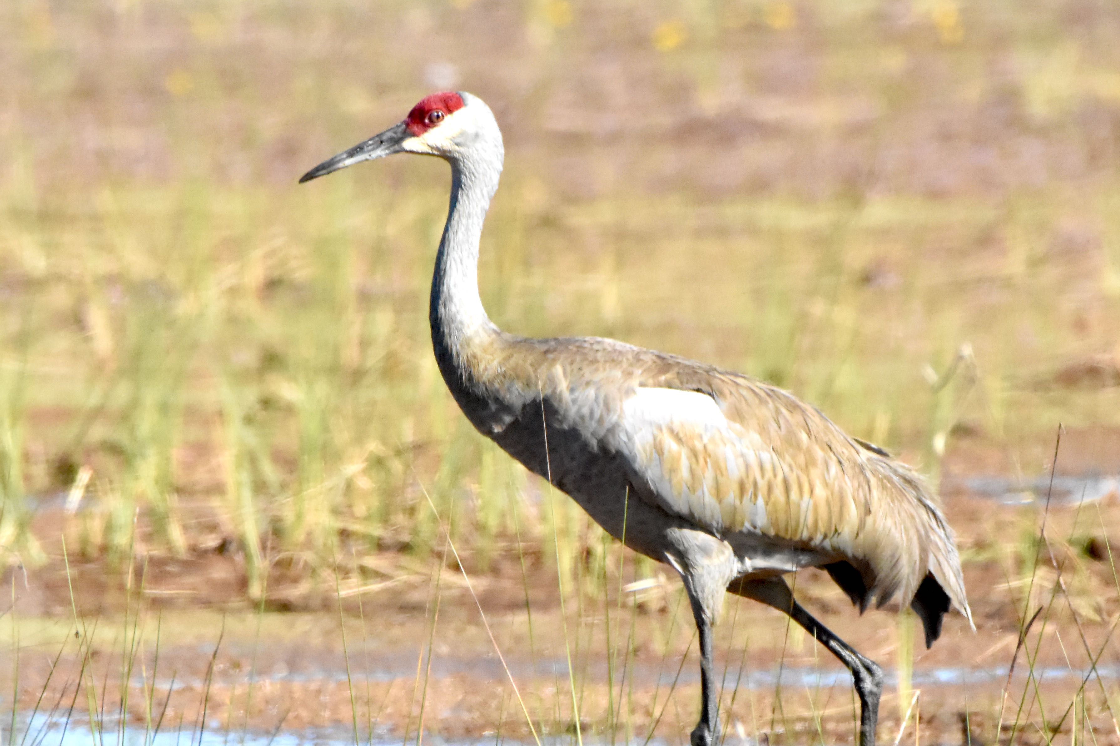 sandhill crane