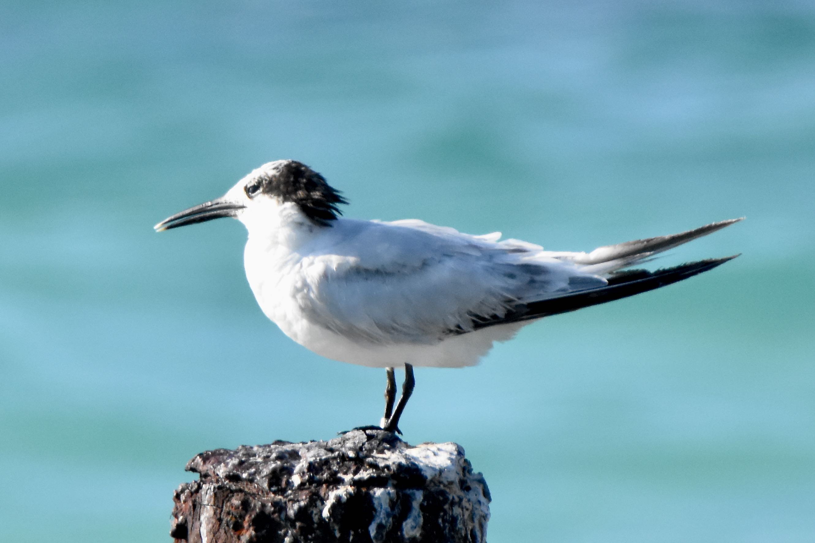 sandwich tern