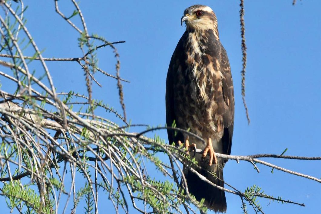 snail kite
