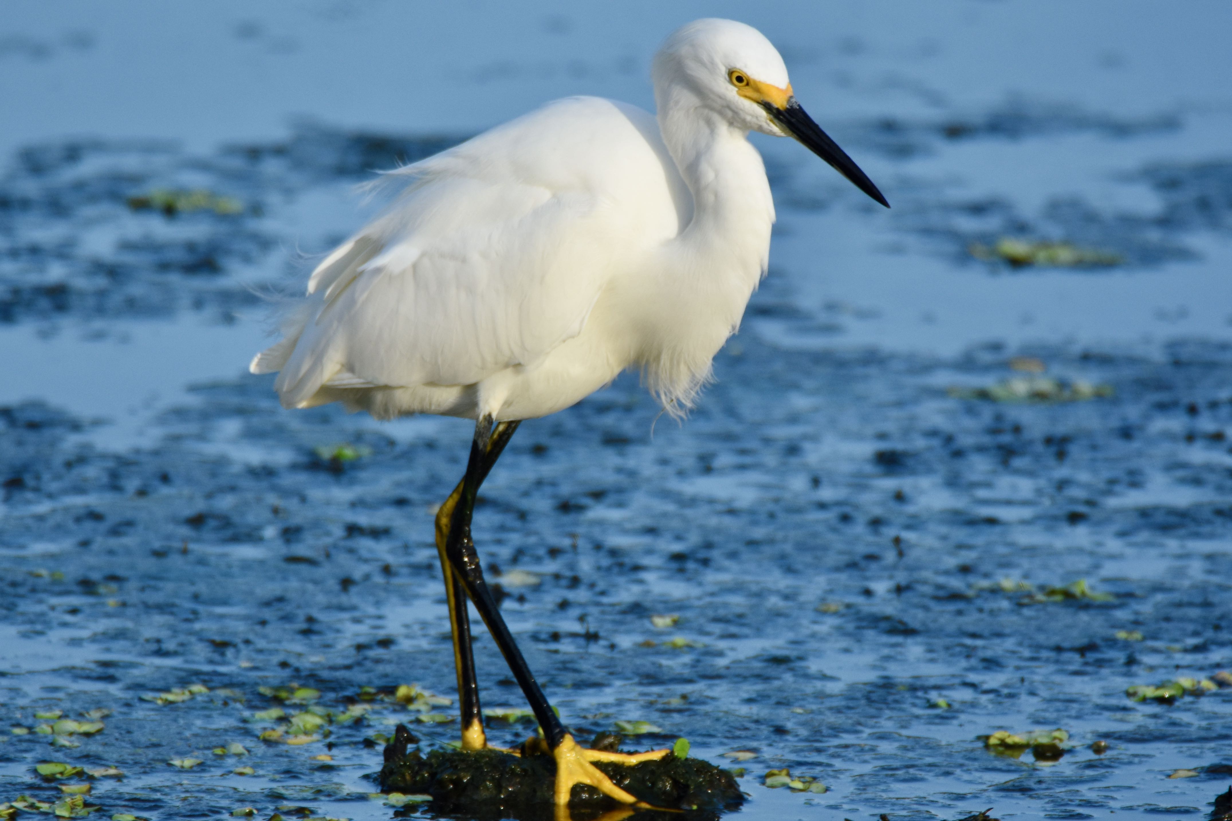 snowy egret